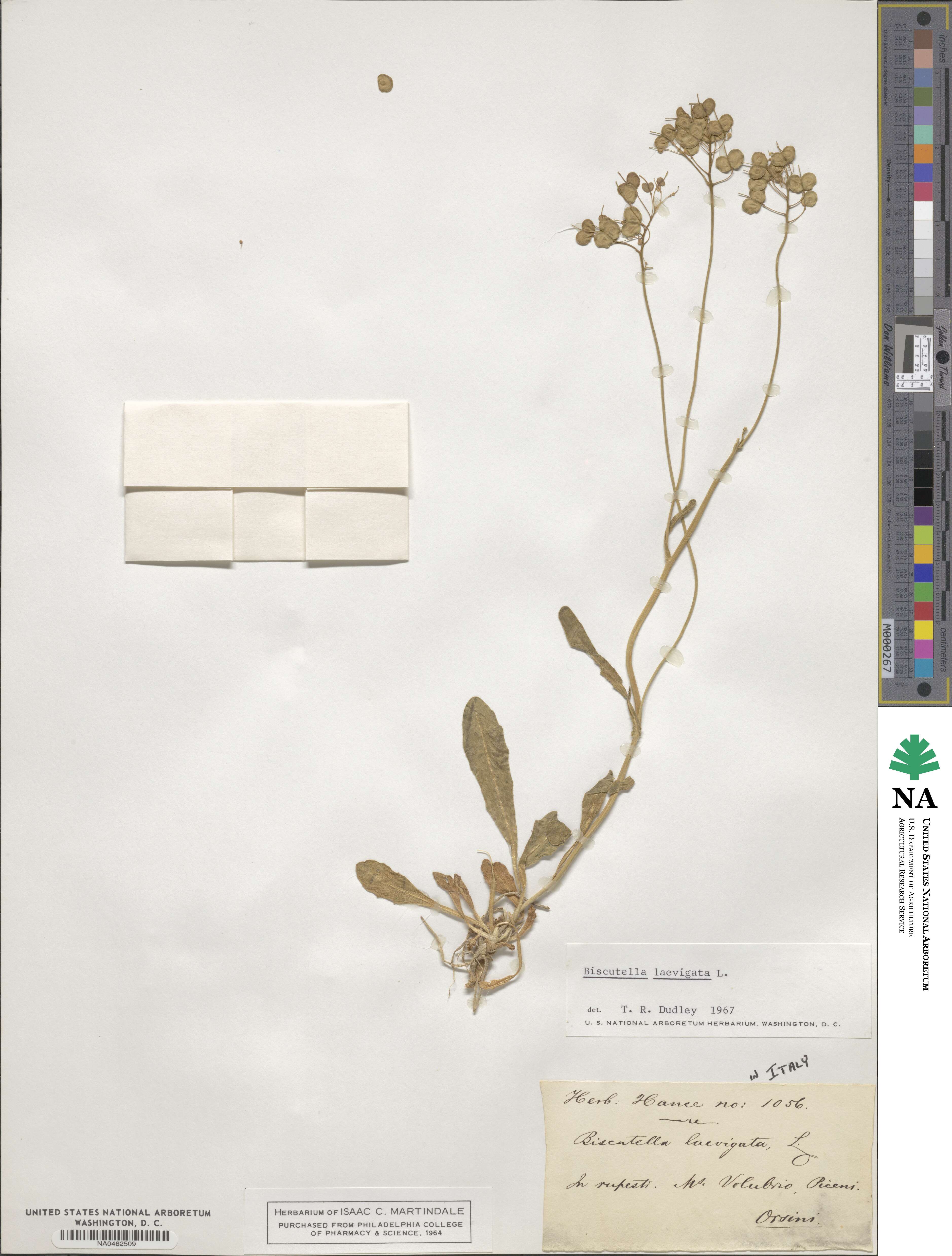 Biscutella image