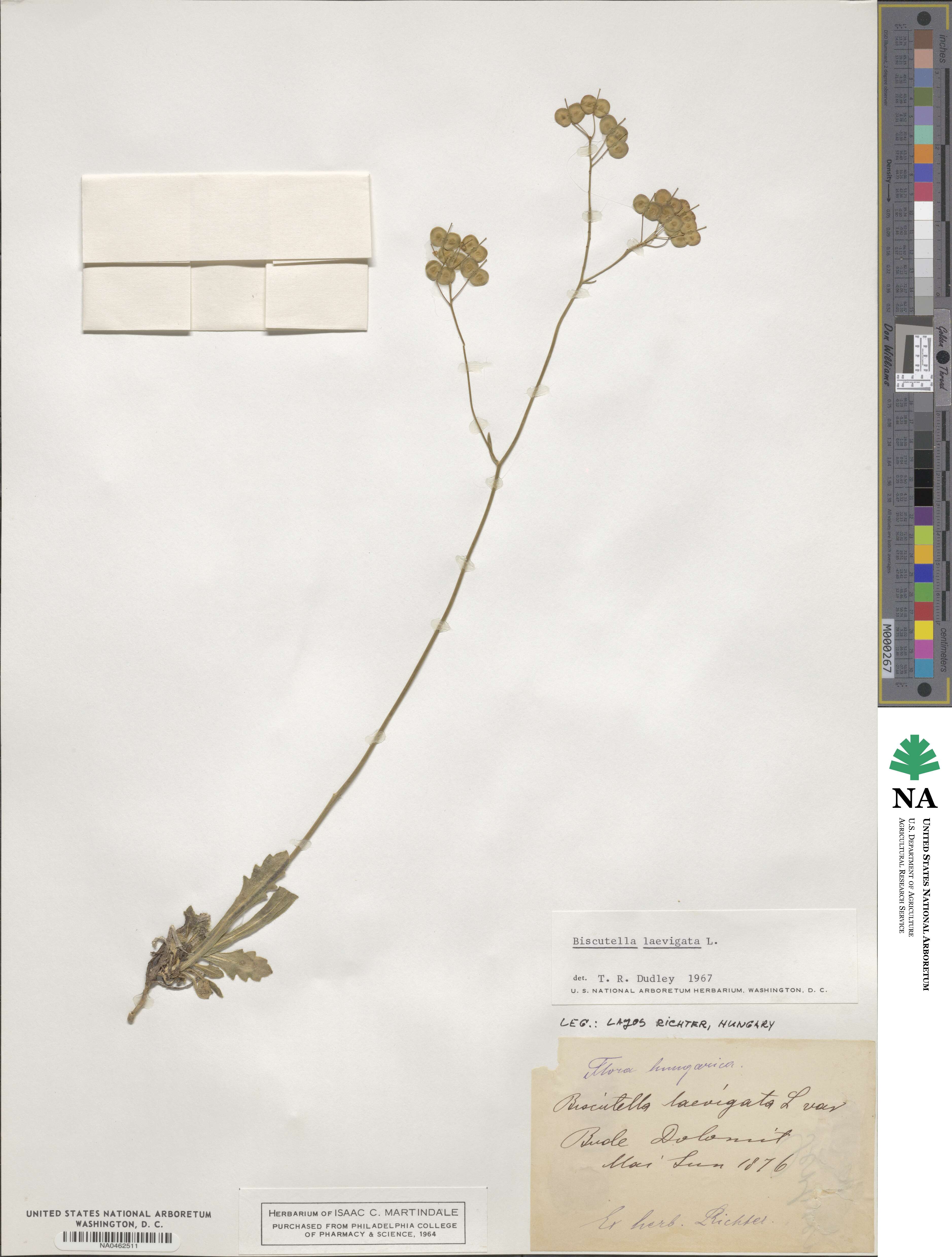 Biscutella image