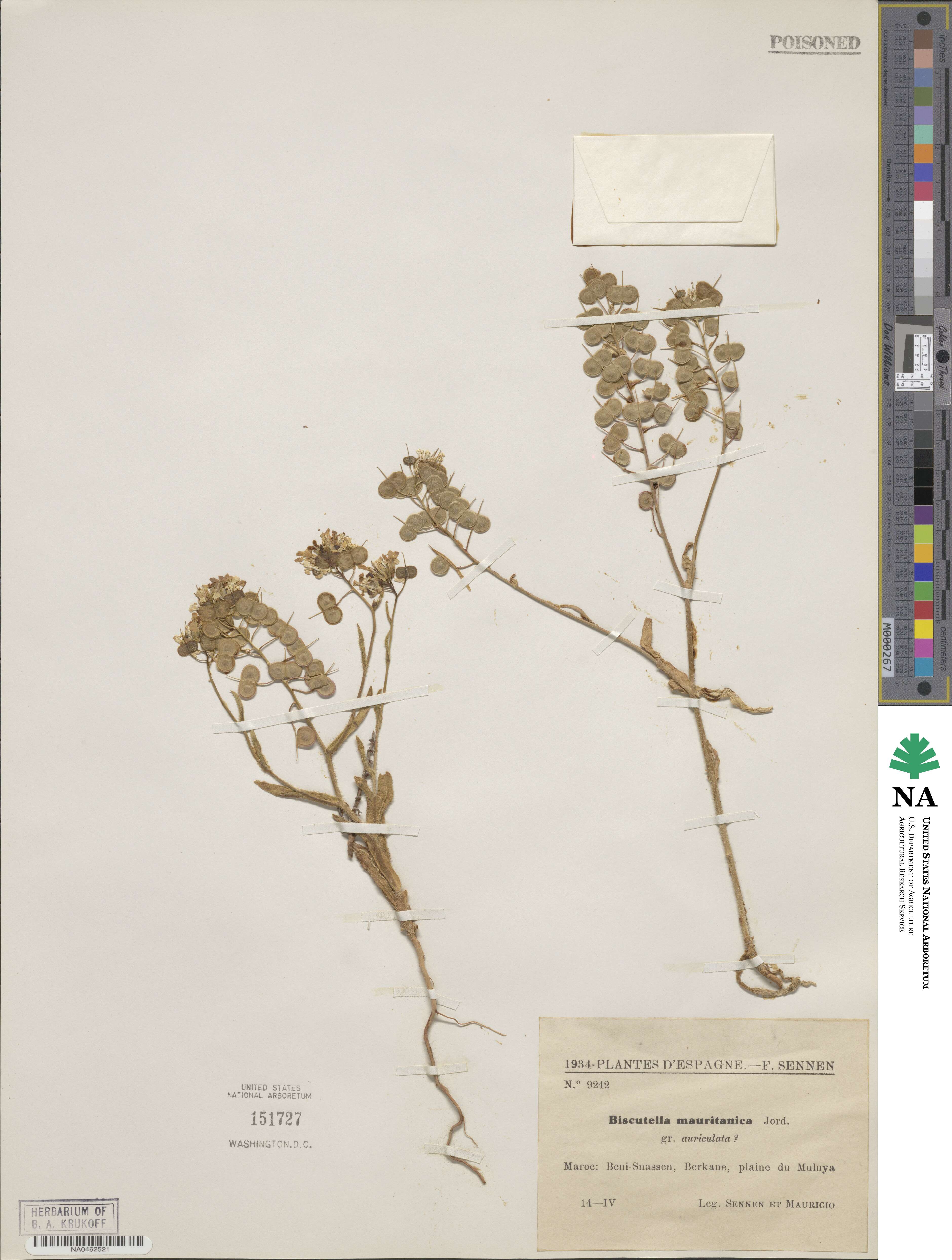 Biscutella auriculata image