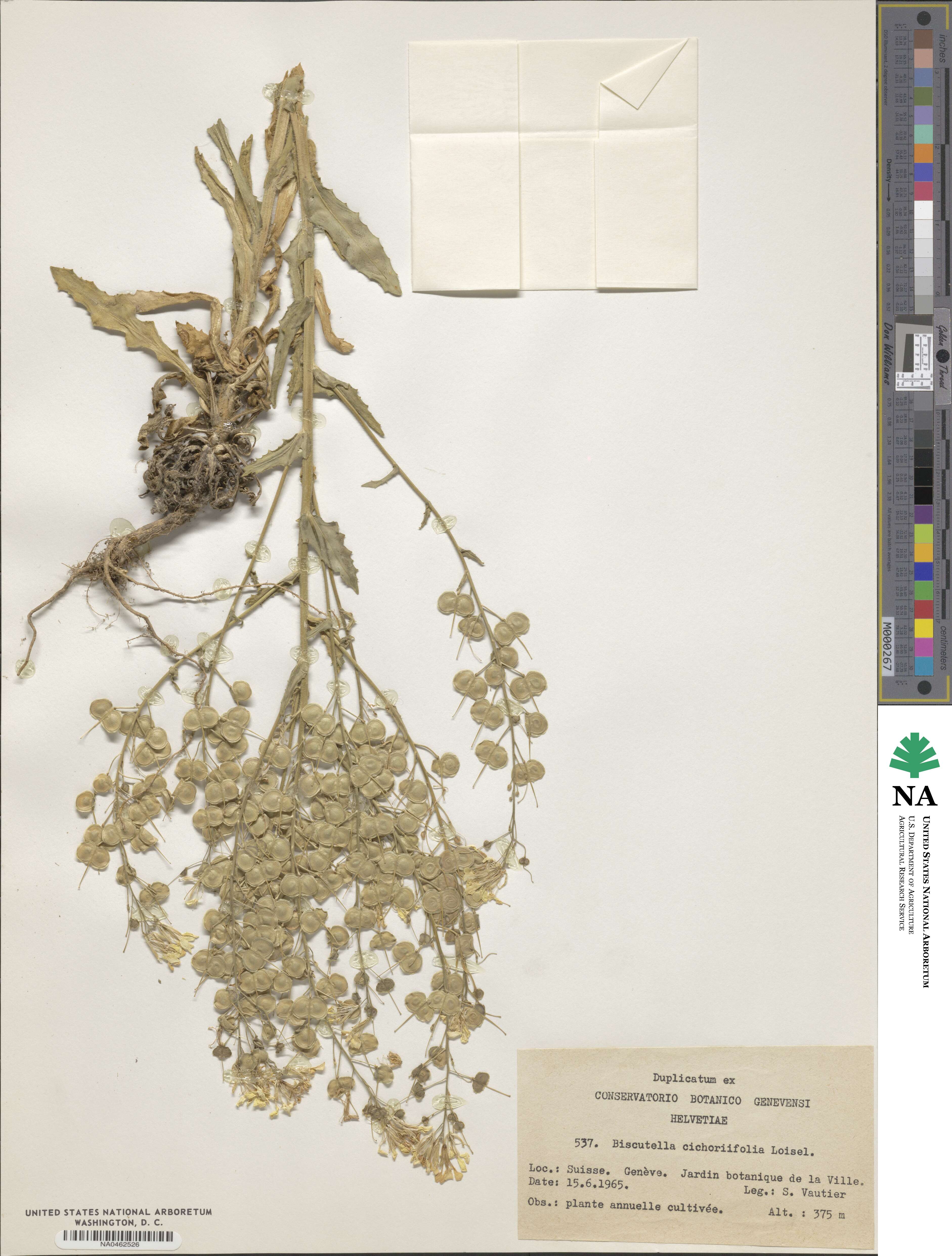 Biscutella cichoriifolia image