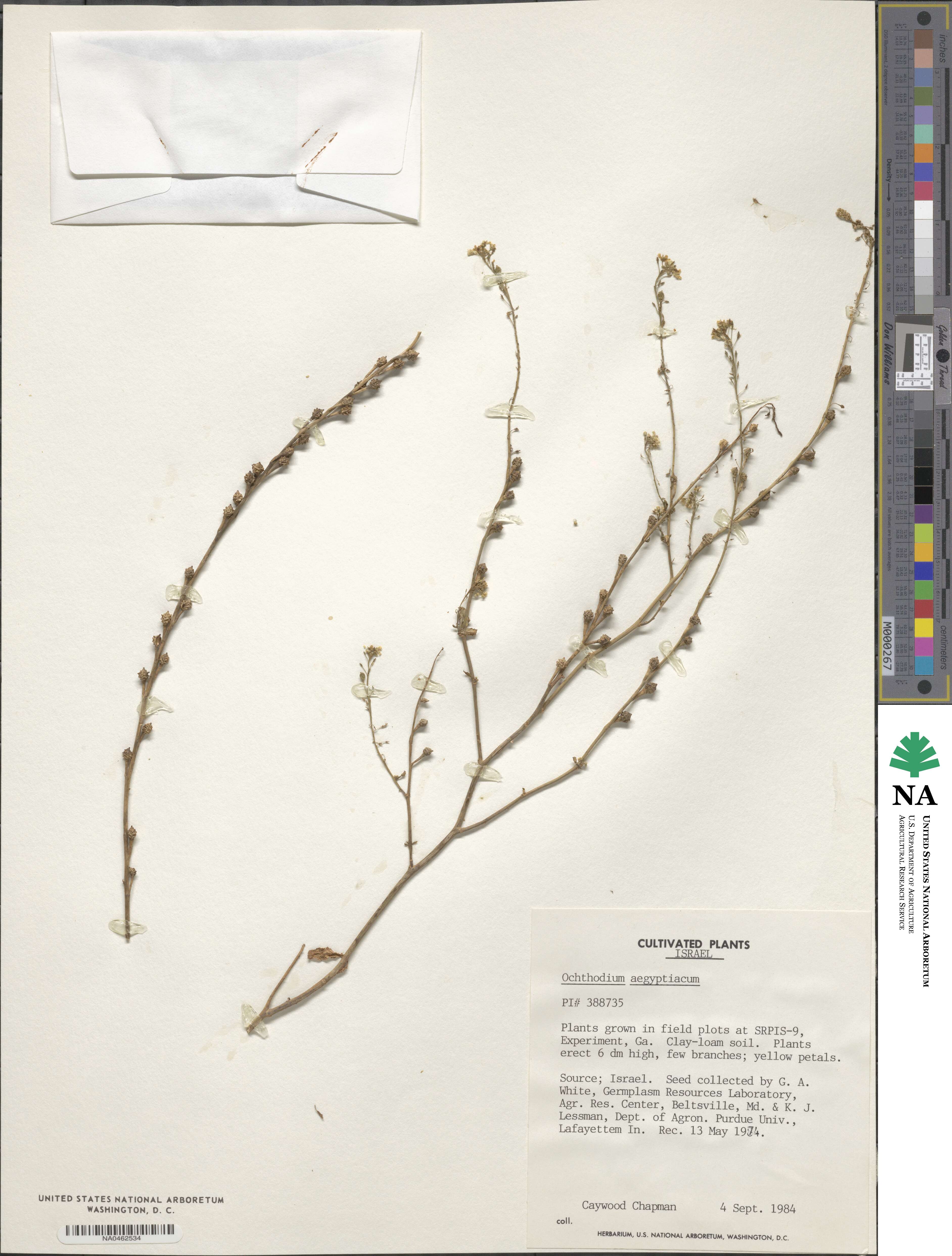 Ochthodium aegyptiacum image