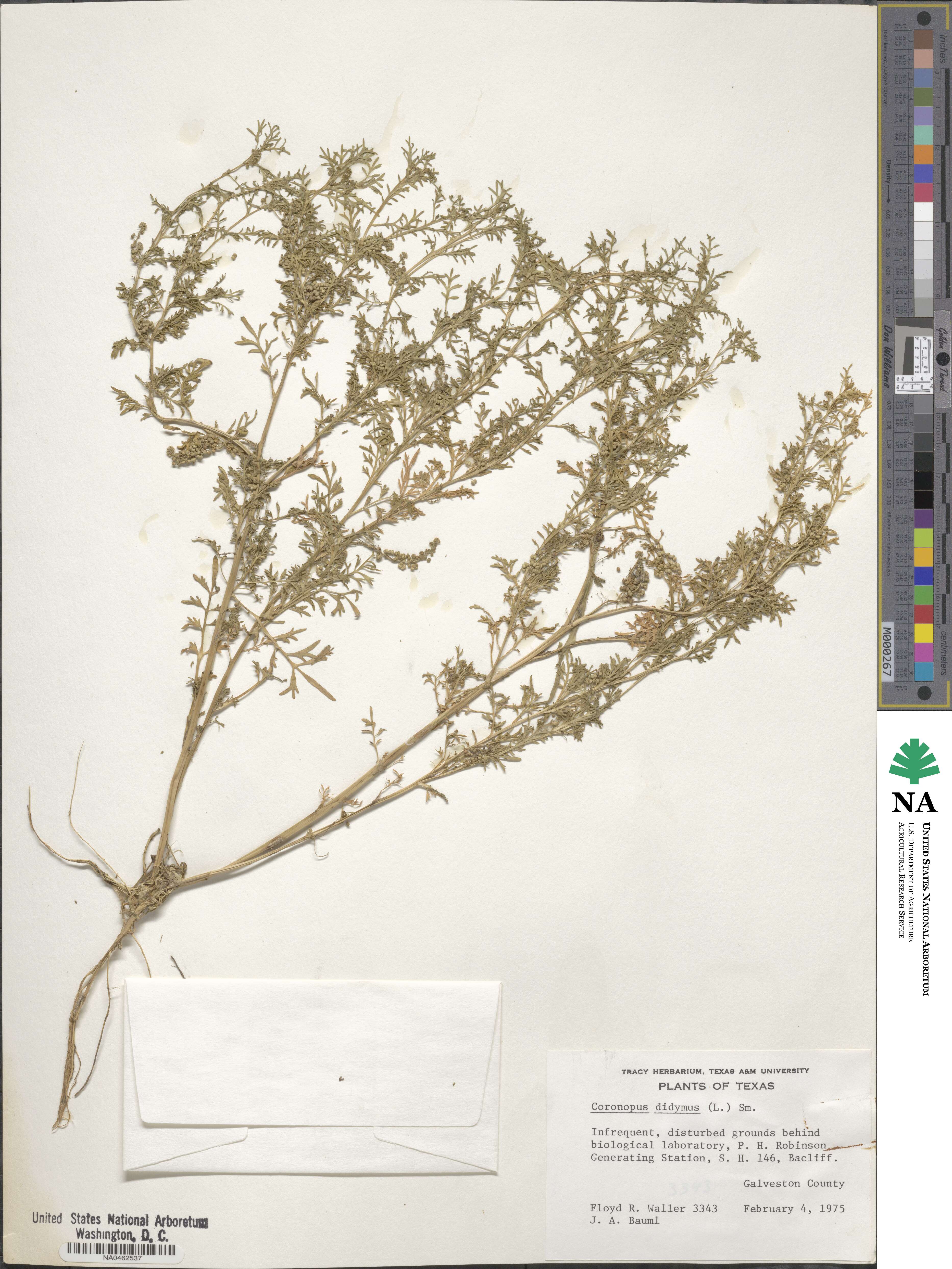 Lepidium didymum image