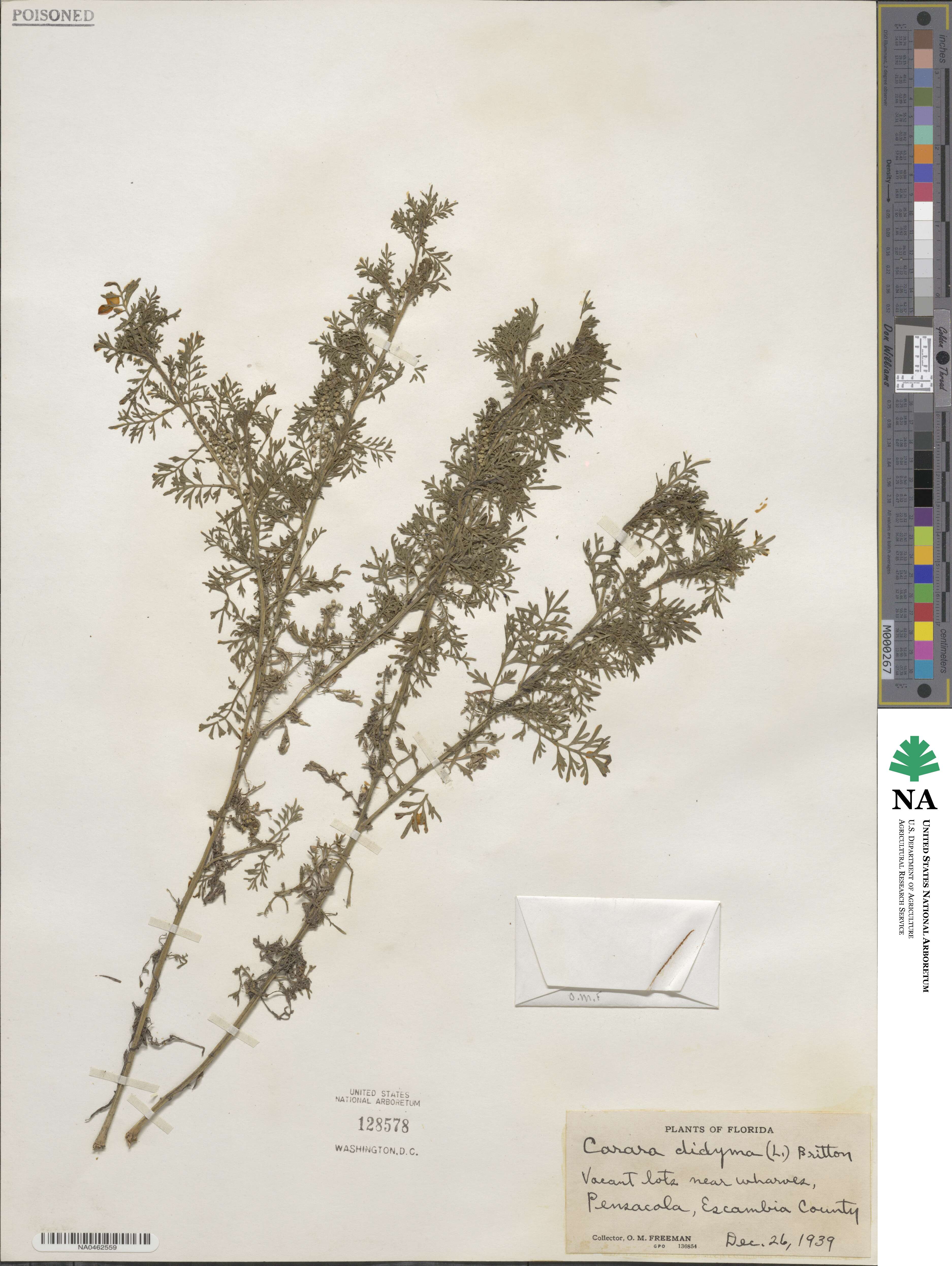 Lepidium didymum image