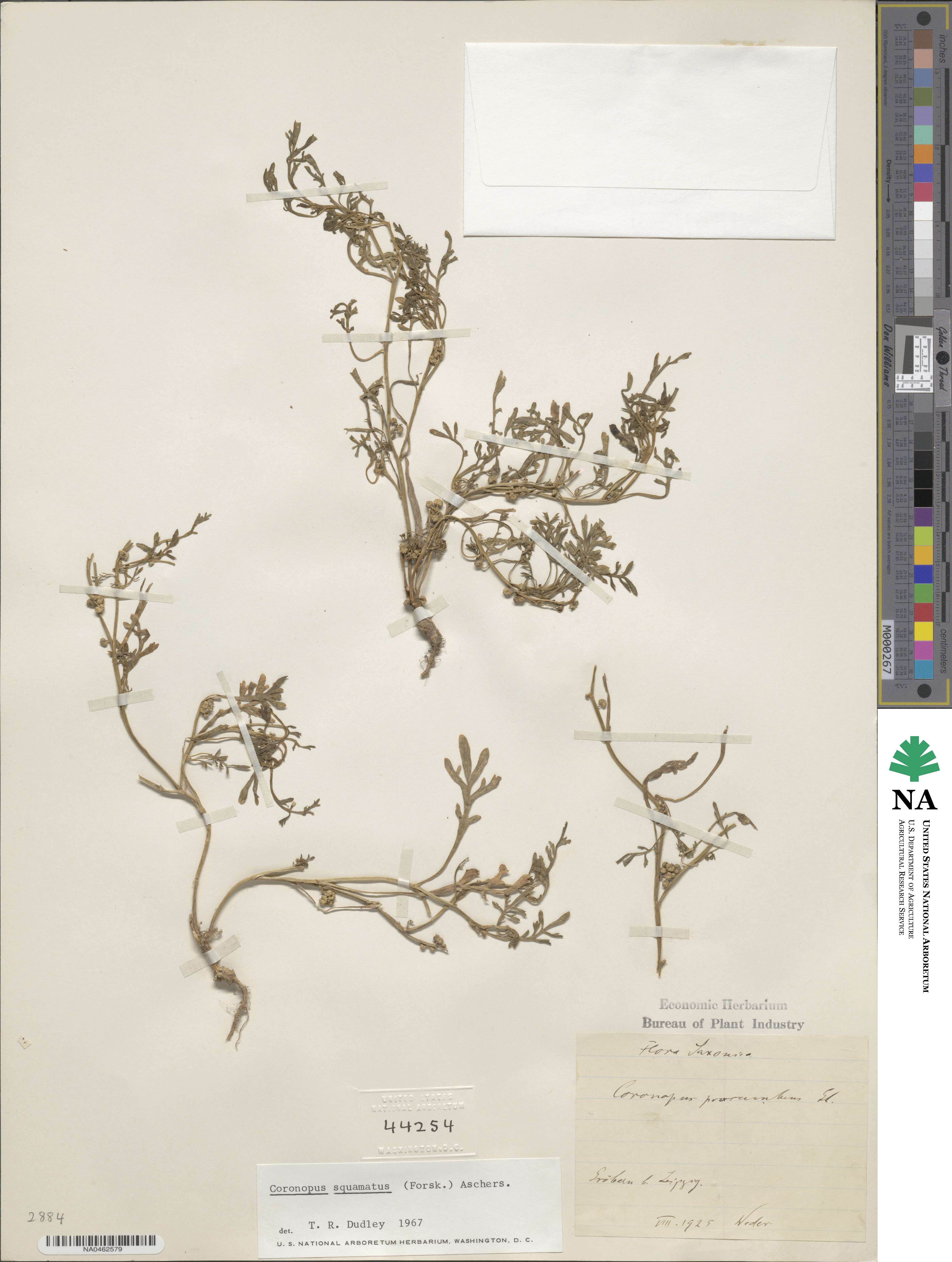 Lepidium coronopus image