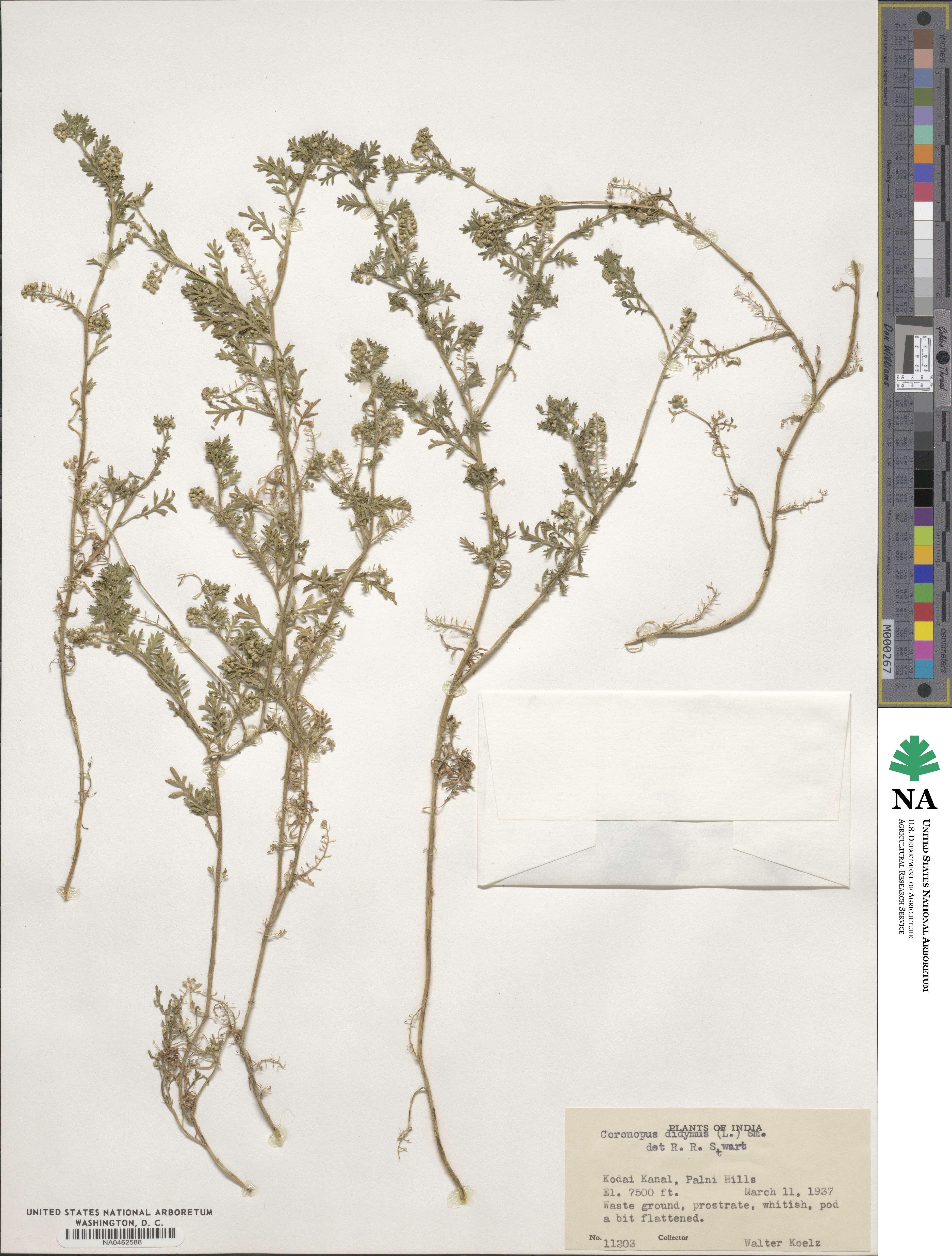 Lepidium didymum image