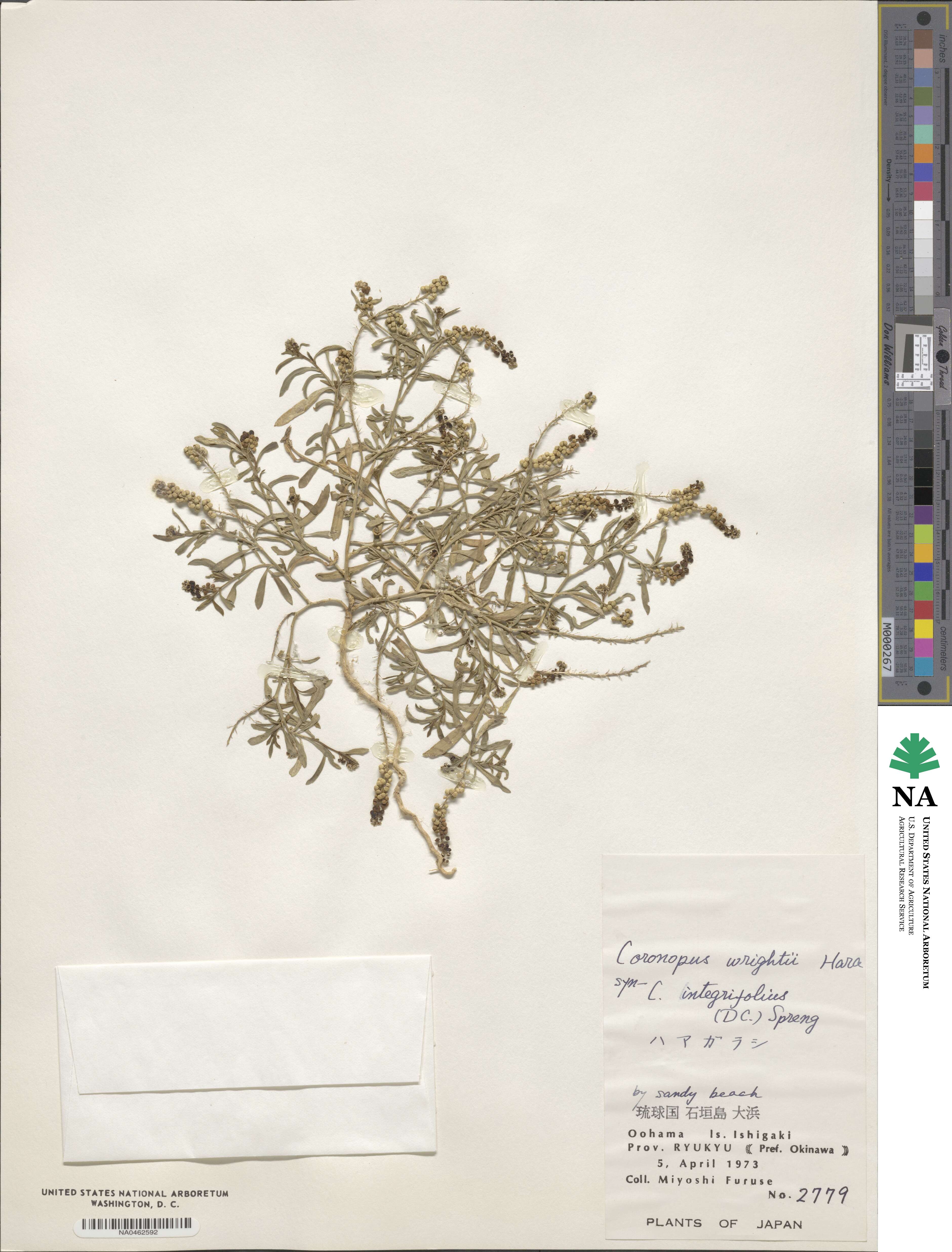 Lepidium englerianum image