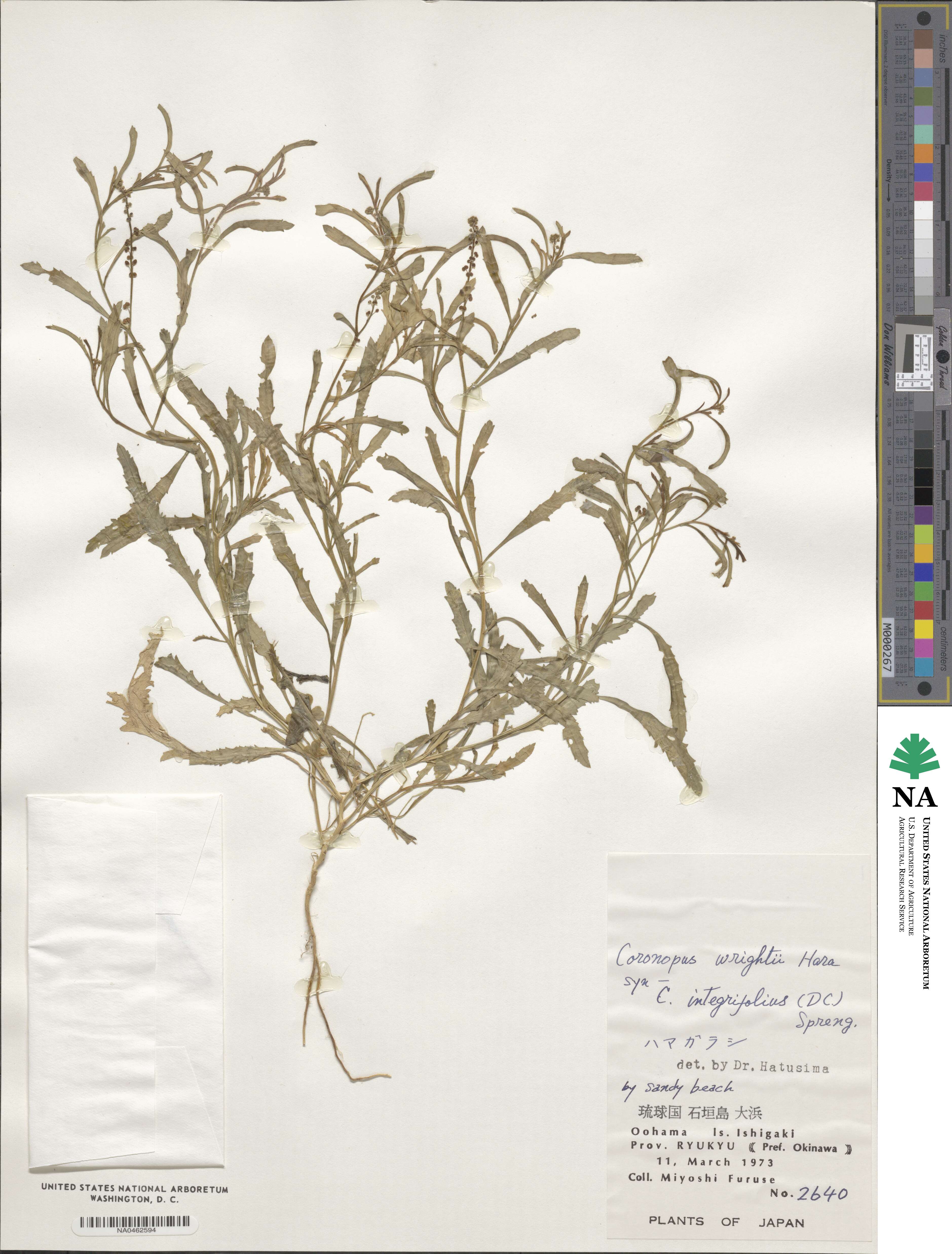 Lepidium englerianum image