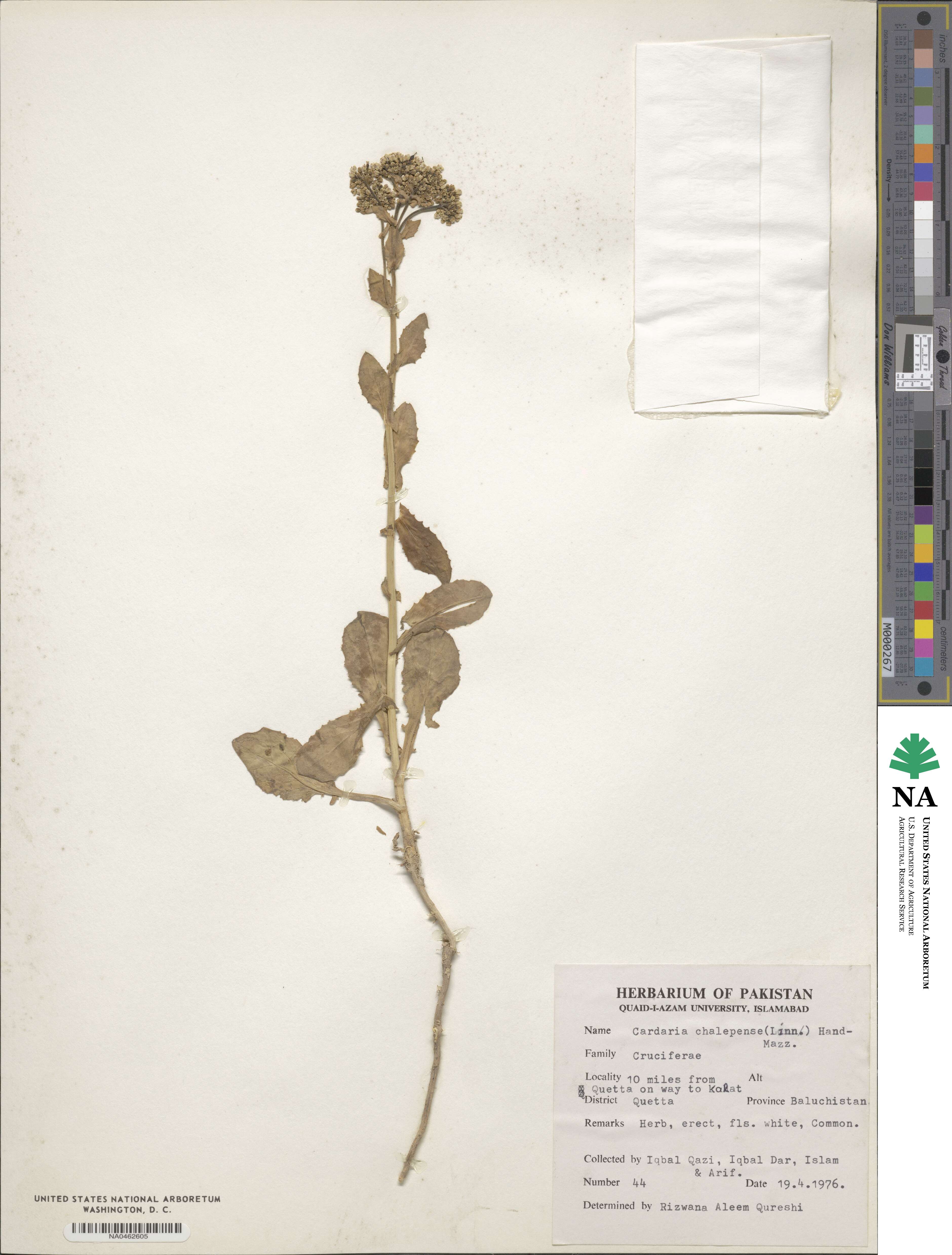Lepidium chalepense image