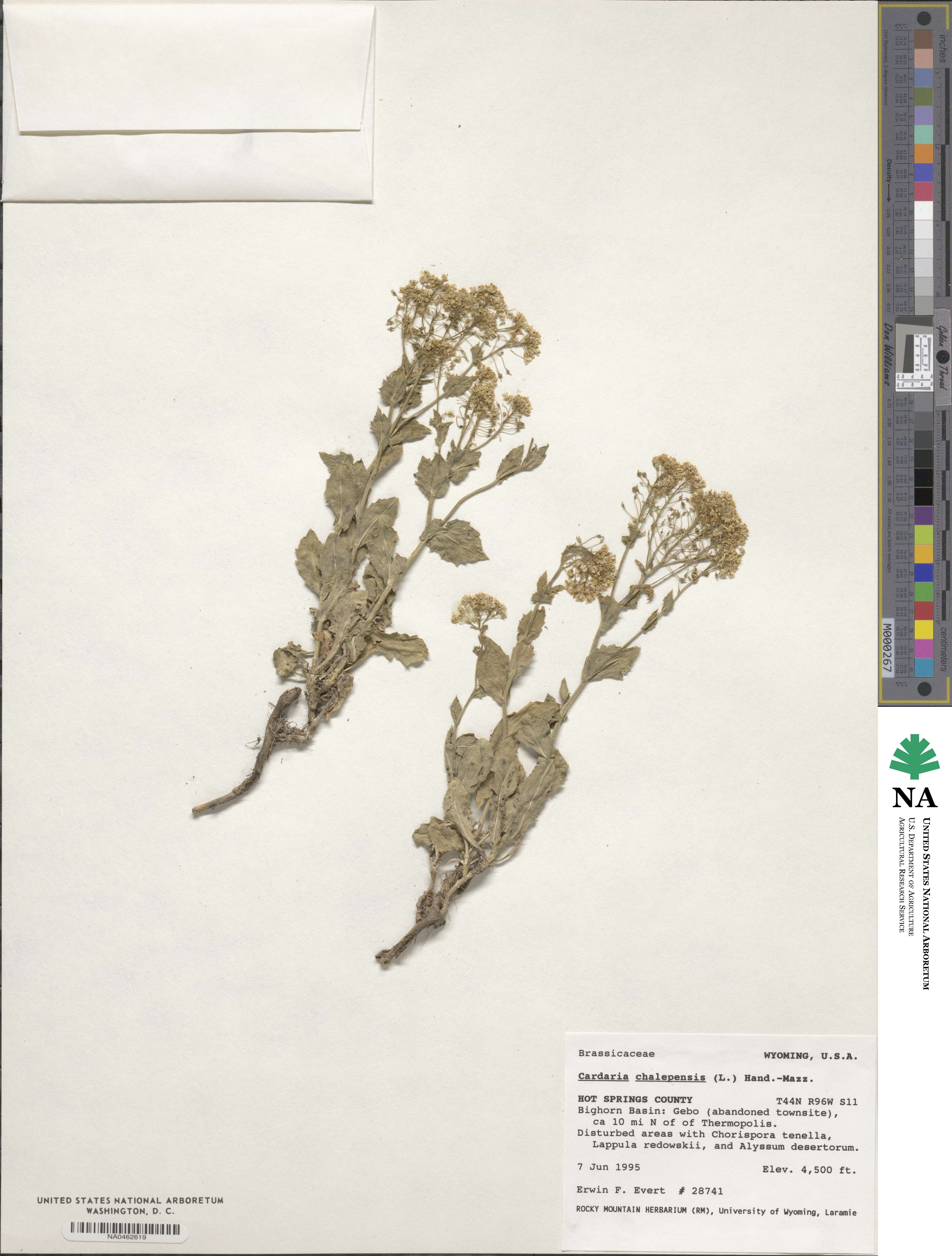 Lepidium chalepense image