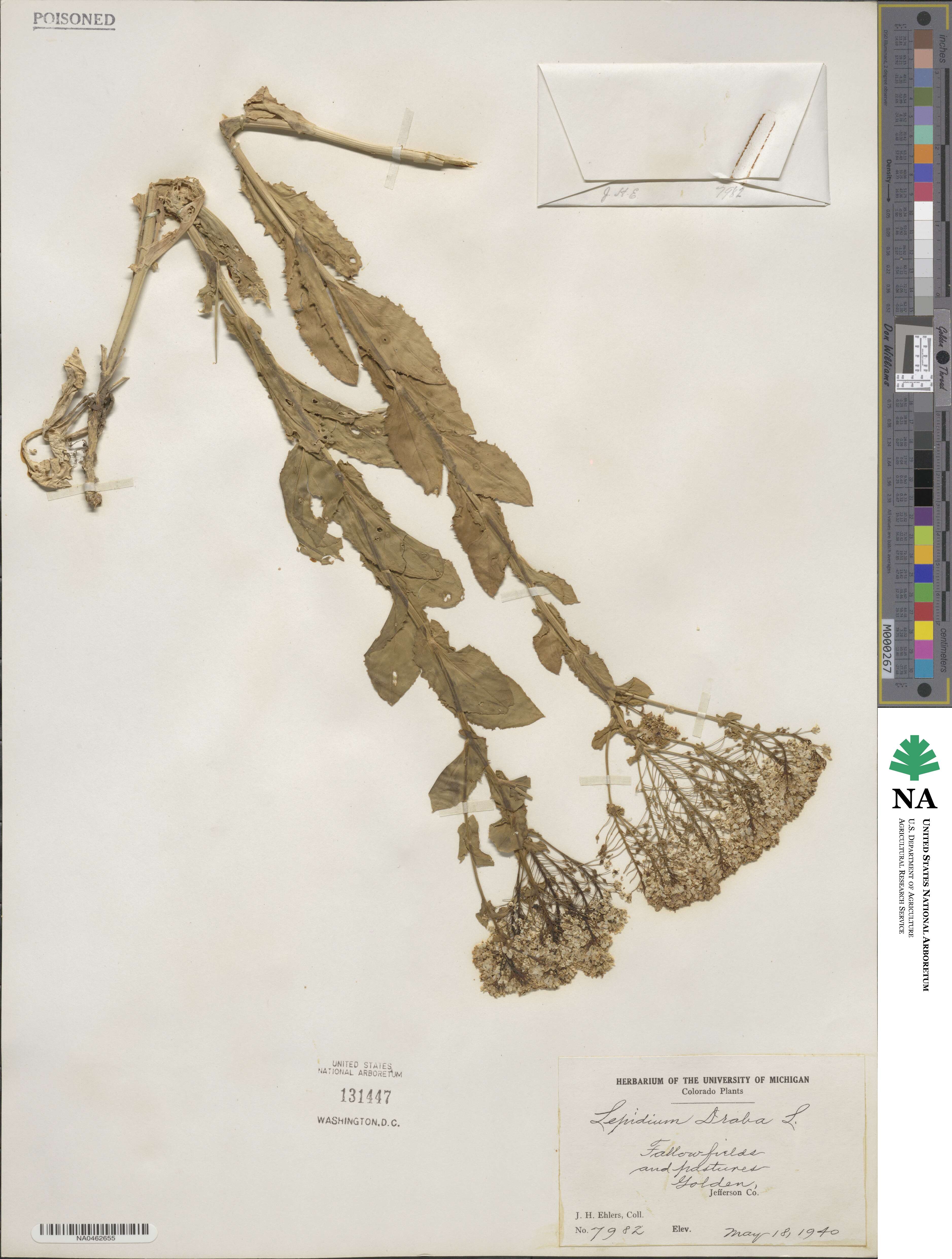 Lepidium draba image
