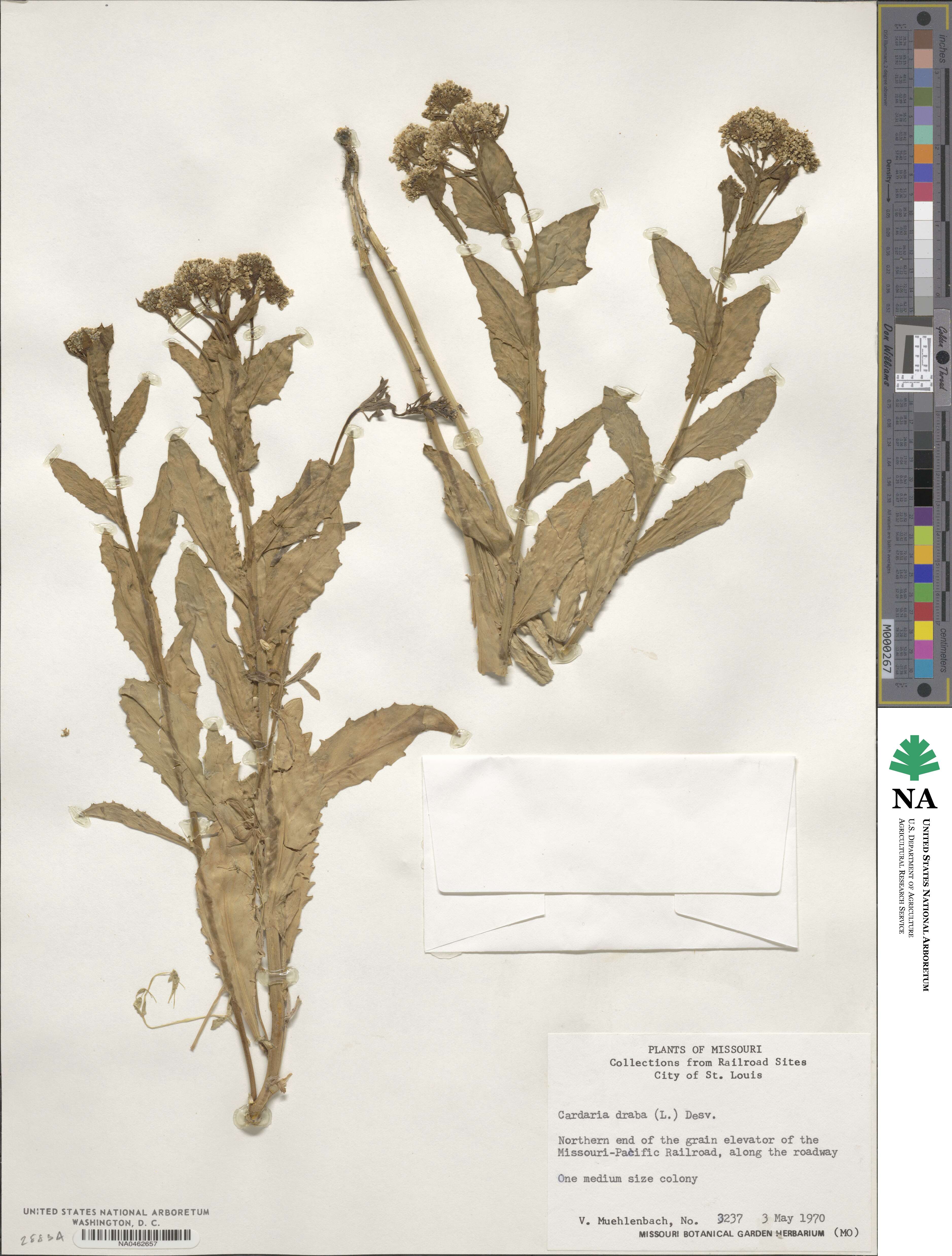 Lepidium draba image