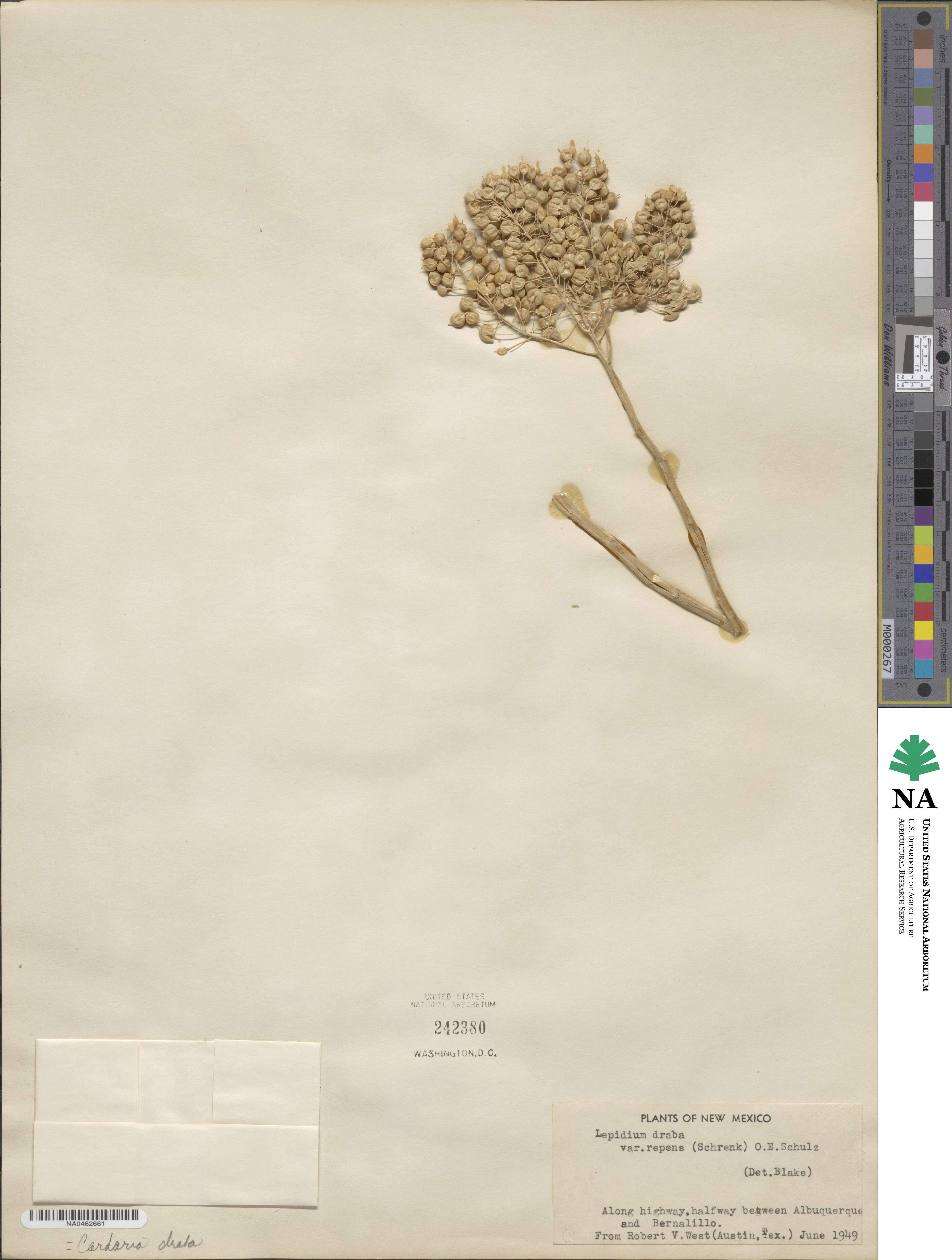 Lepidium draba image