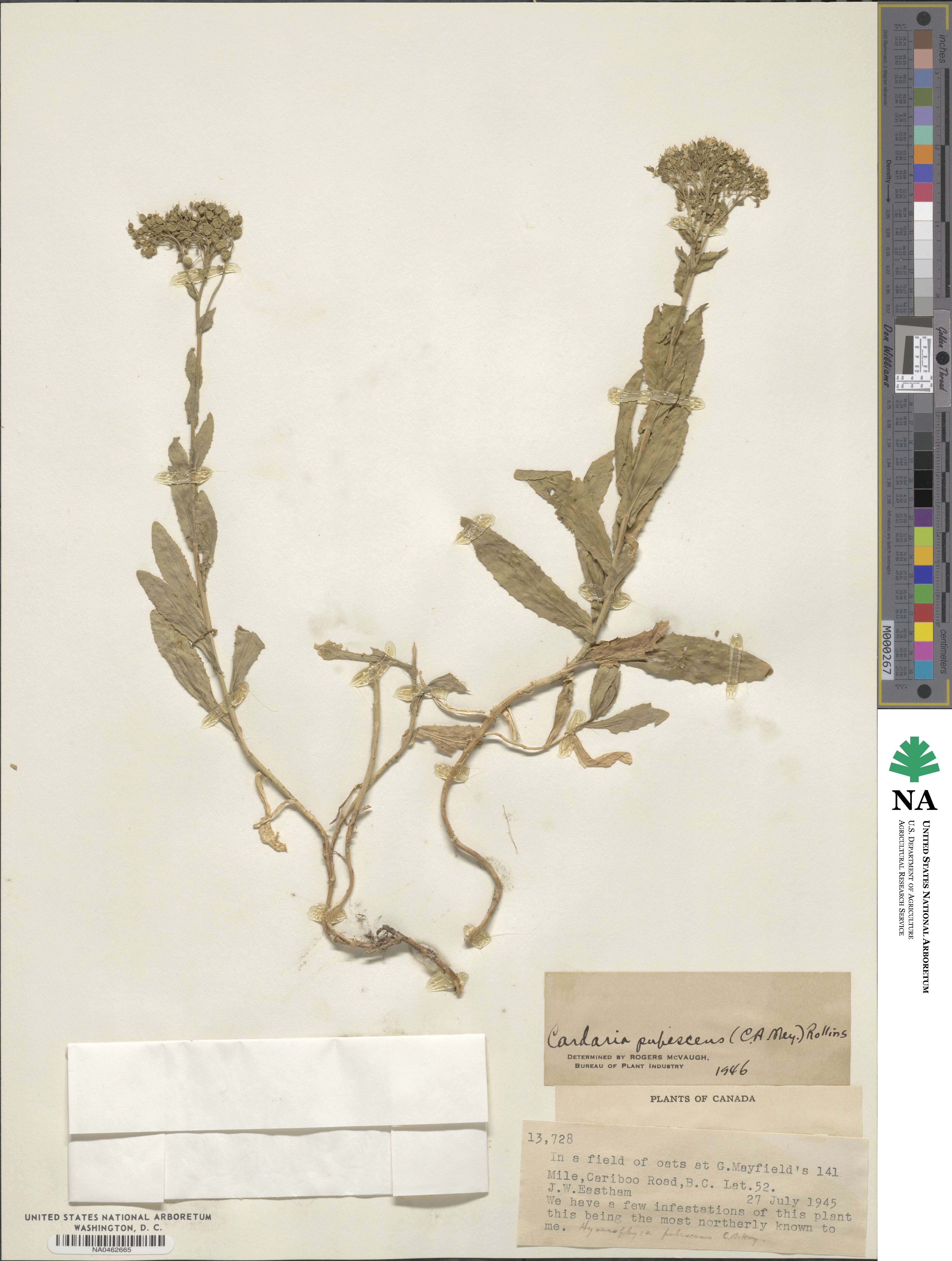 Lepidium appelianum image