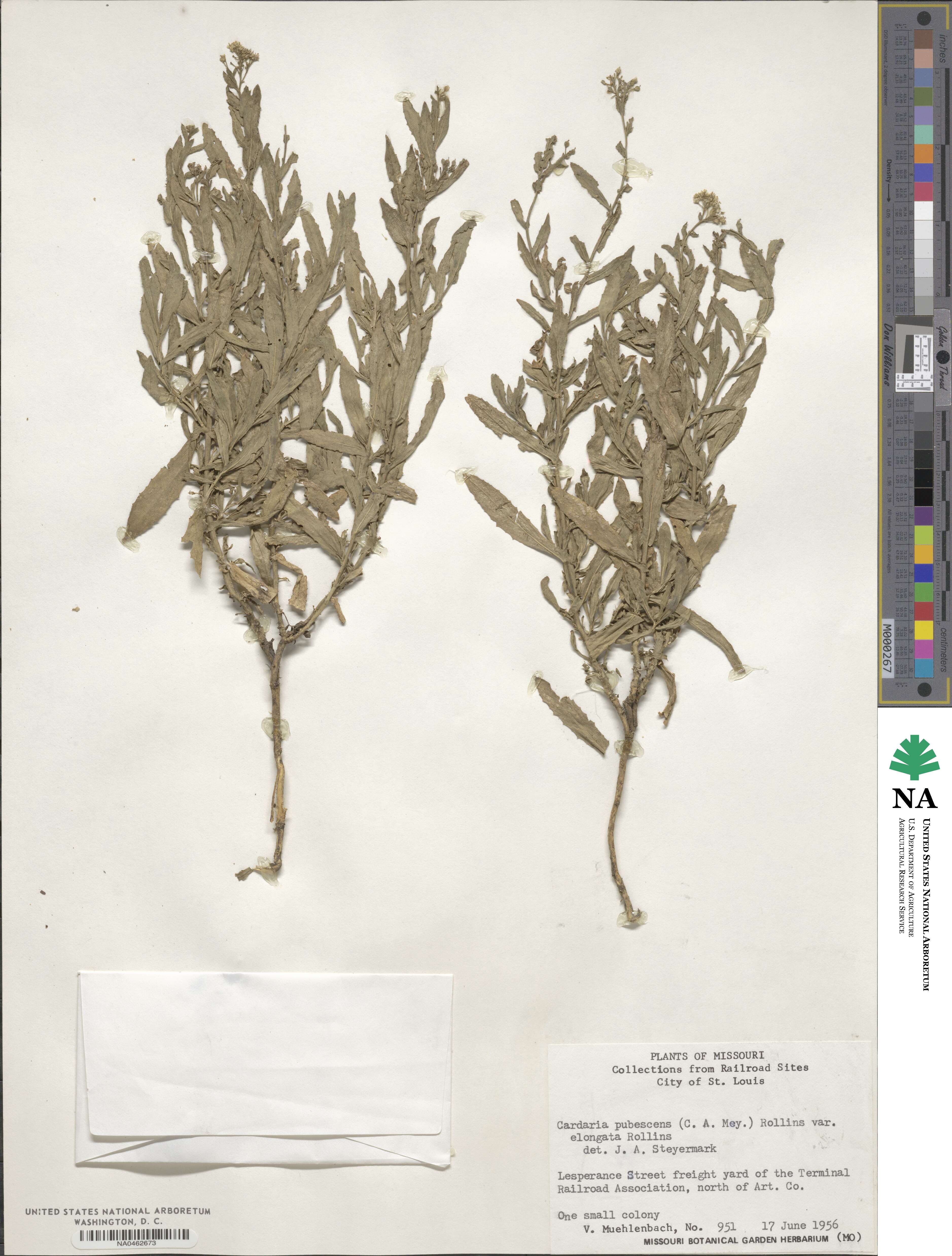 Lepidium appelianum image