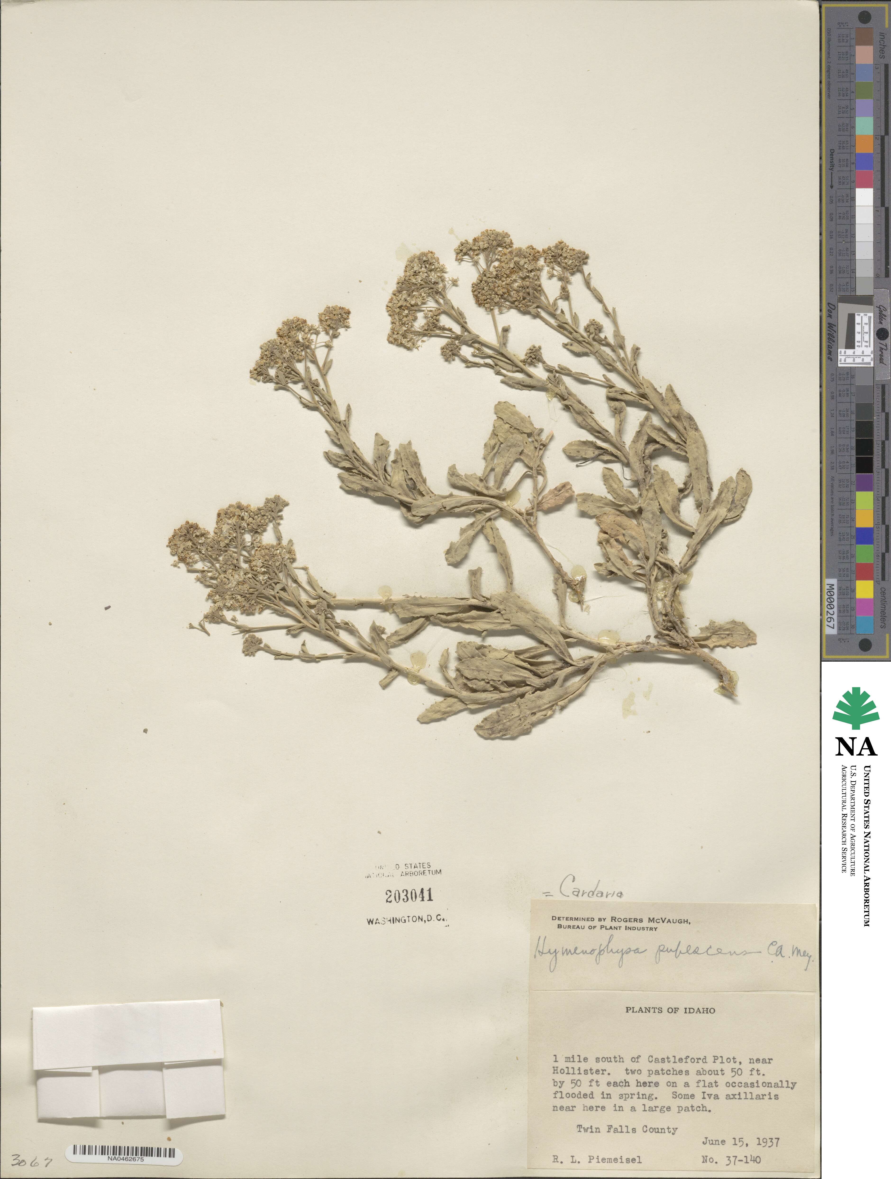 Lepidium appelianum image