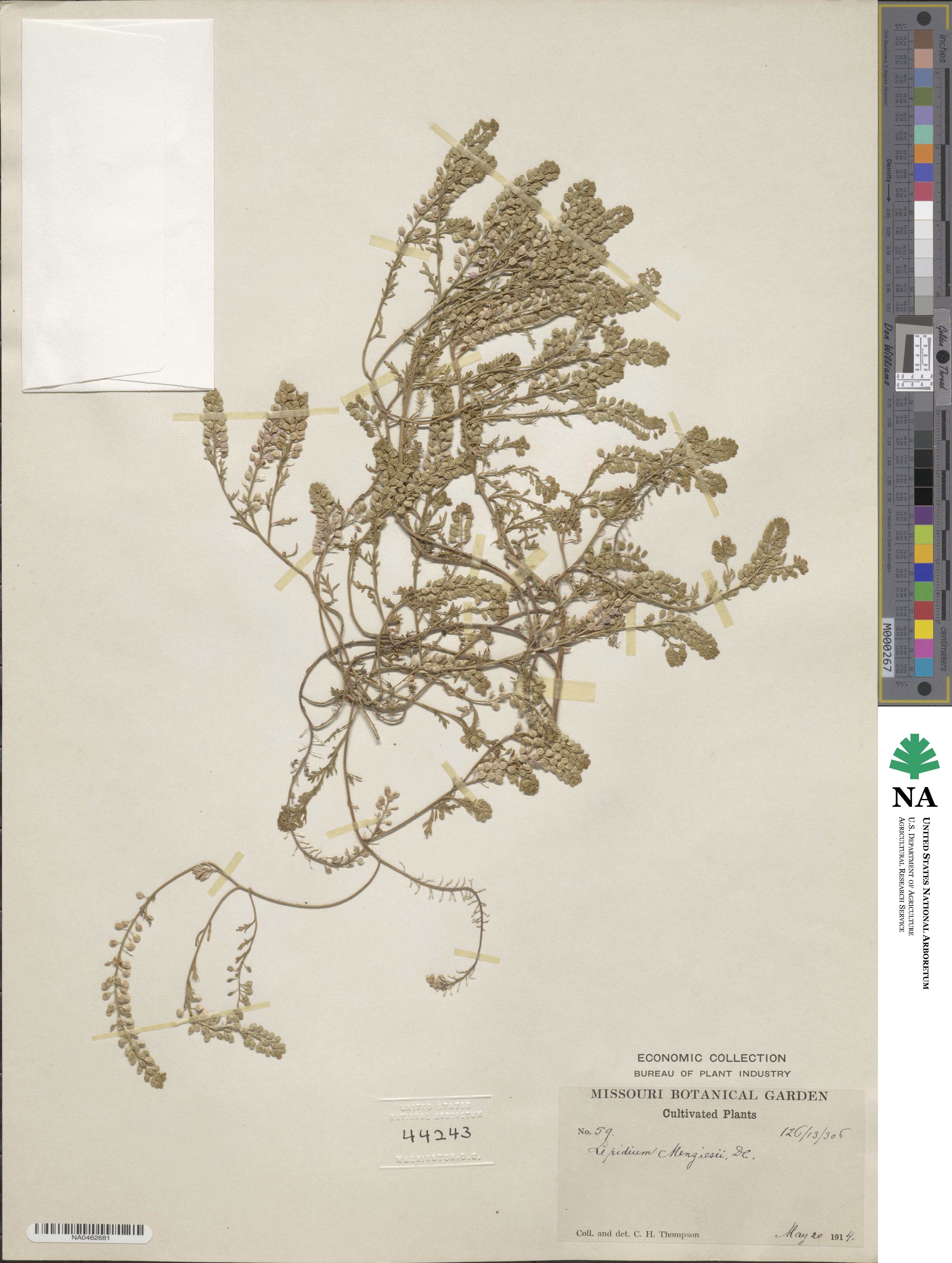 Lepidium menziesii image