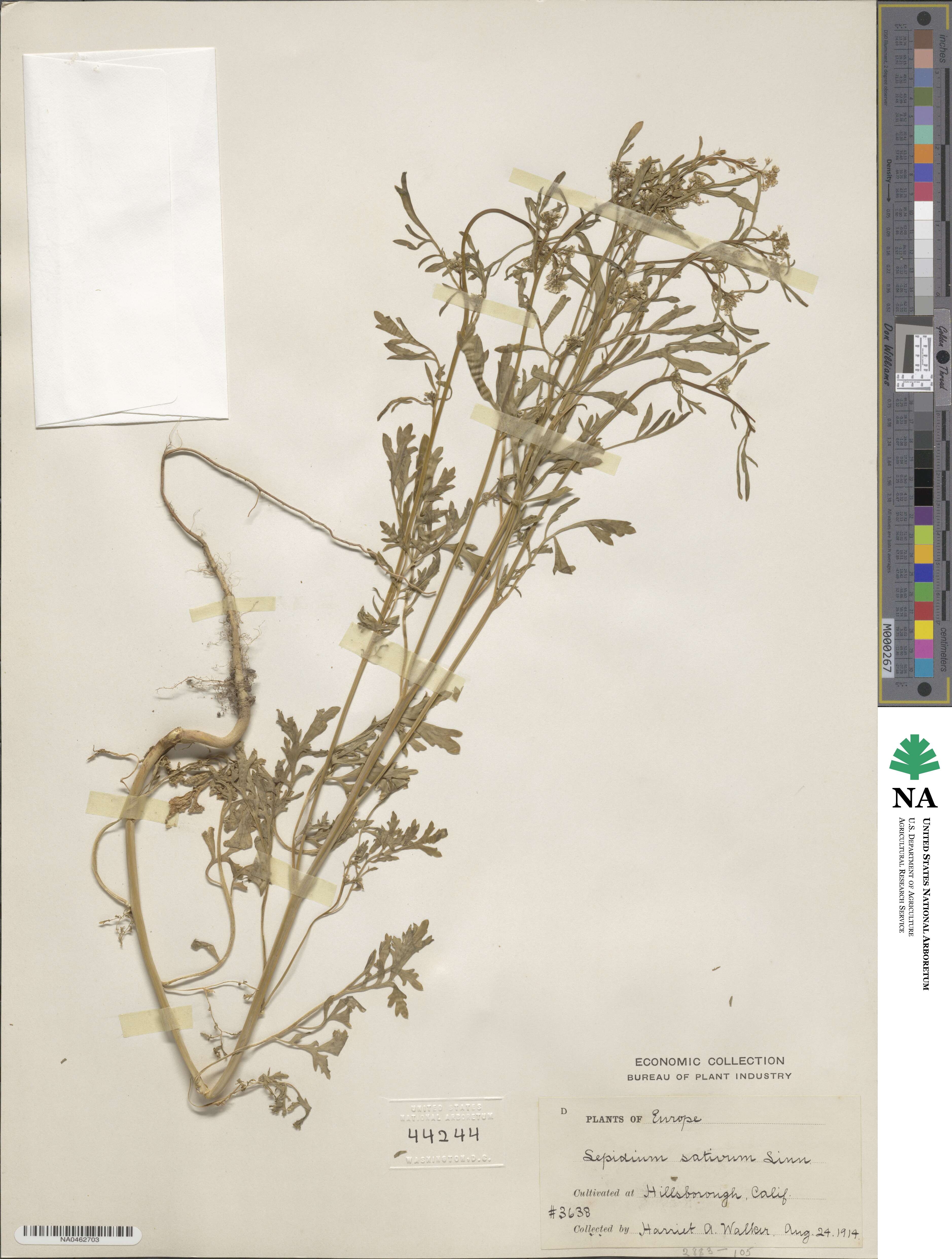 Lepidium sativum image