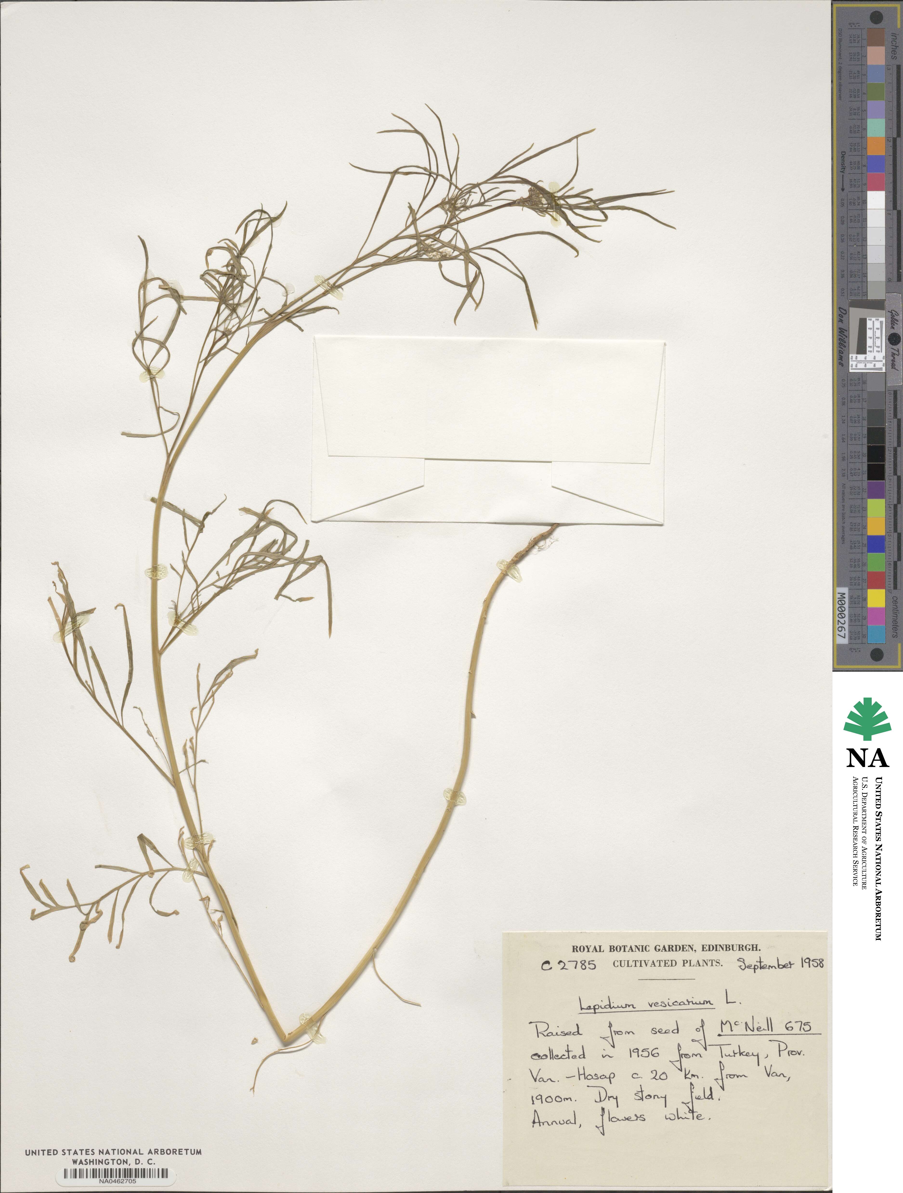 Lepidium vesicarium image