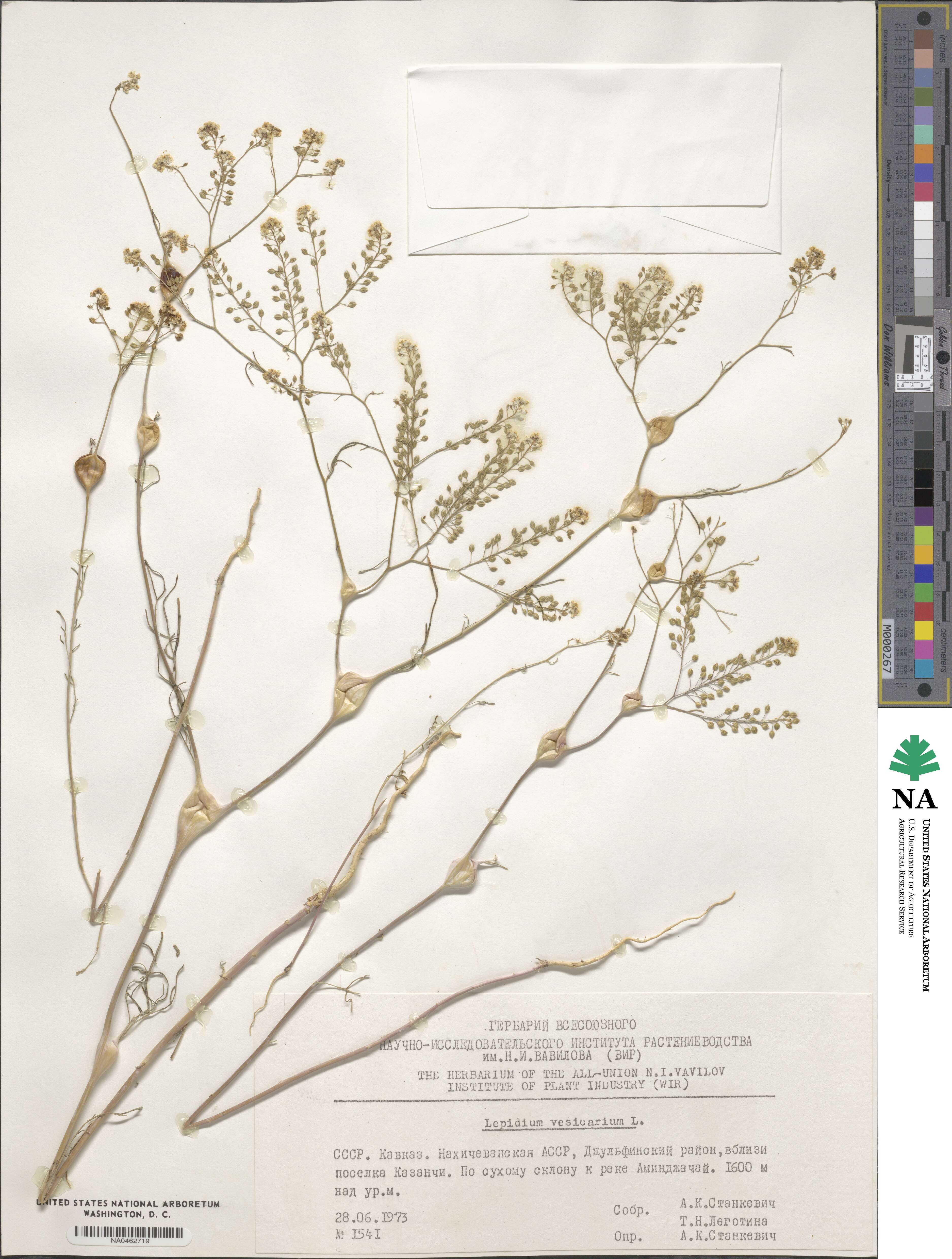 Lepidium vesicarium image