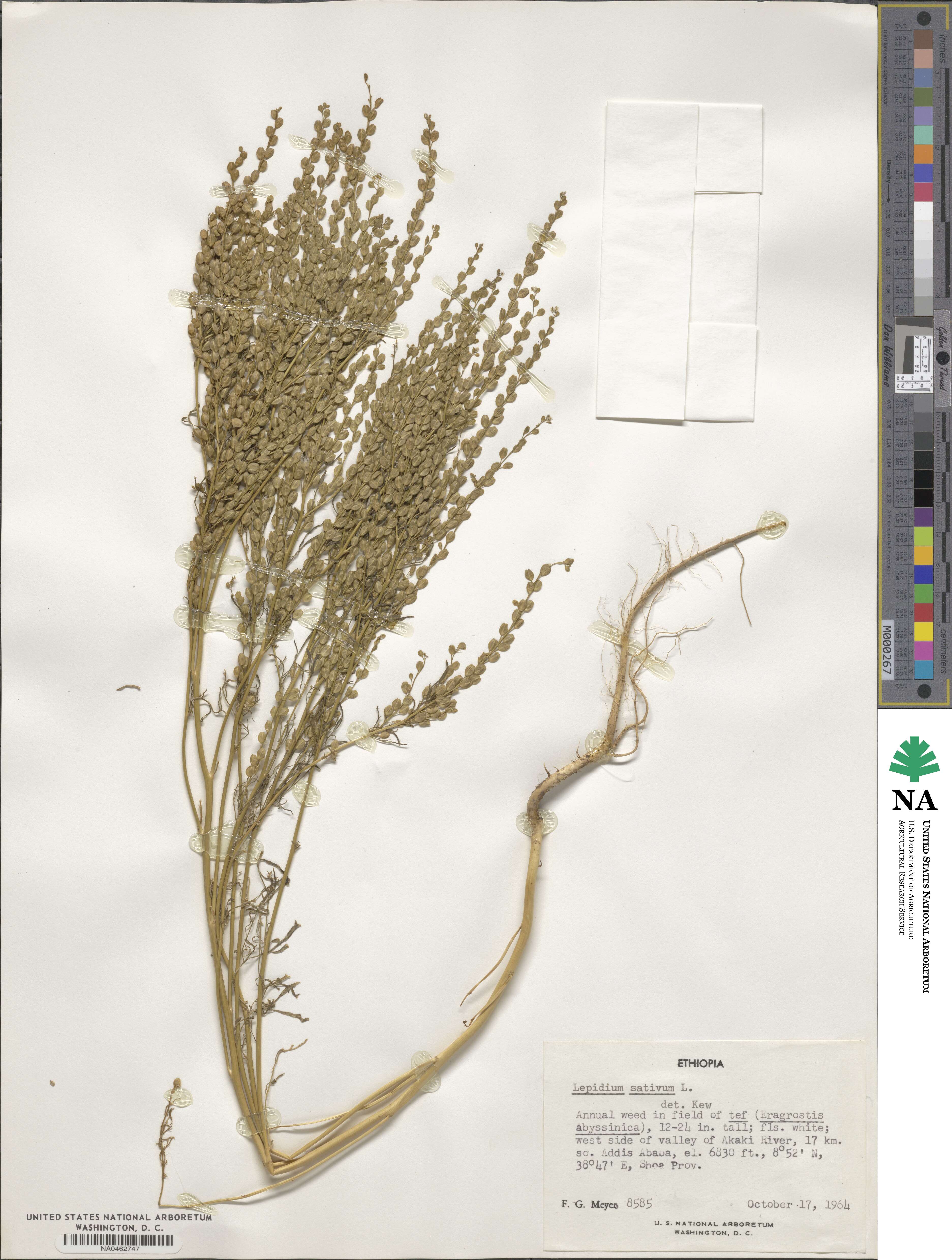 Lepidium sativum image