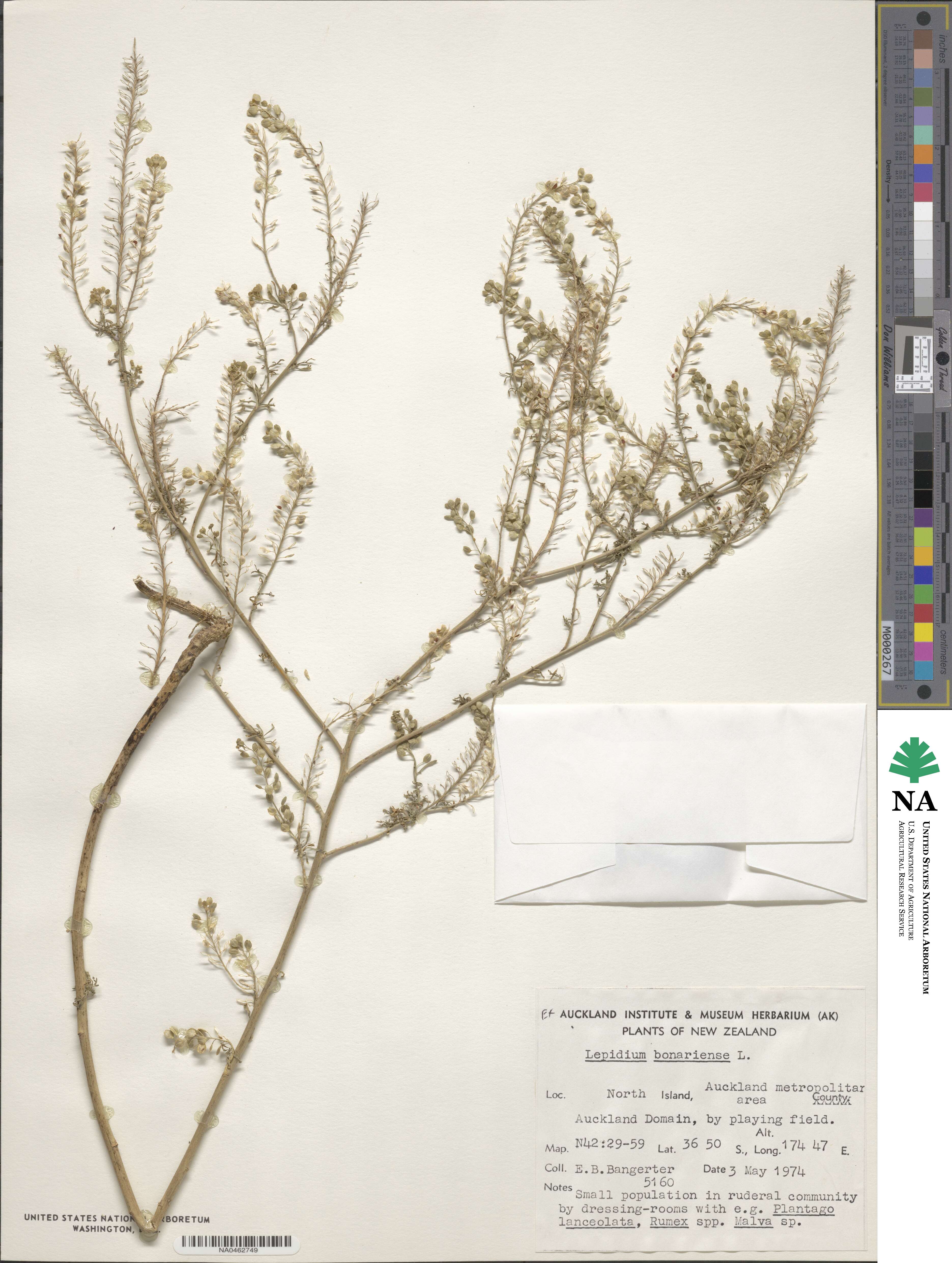 Lepidium bonariense image