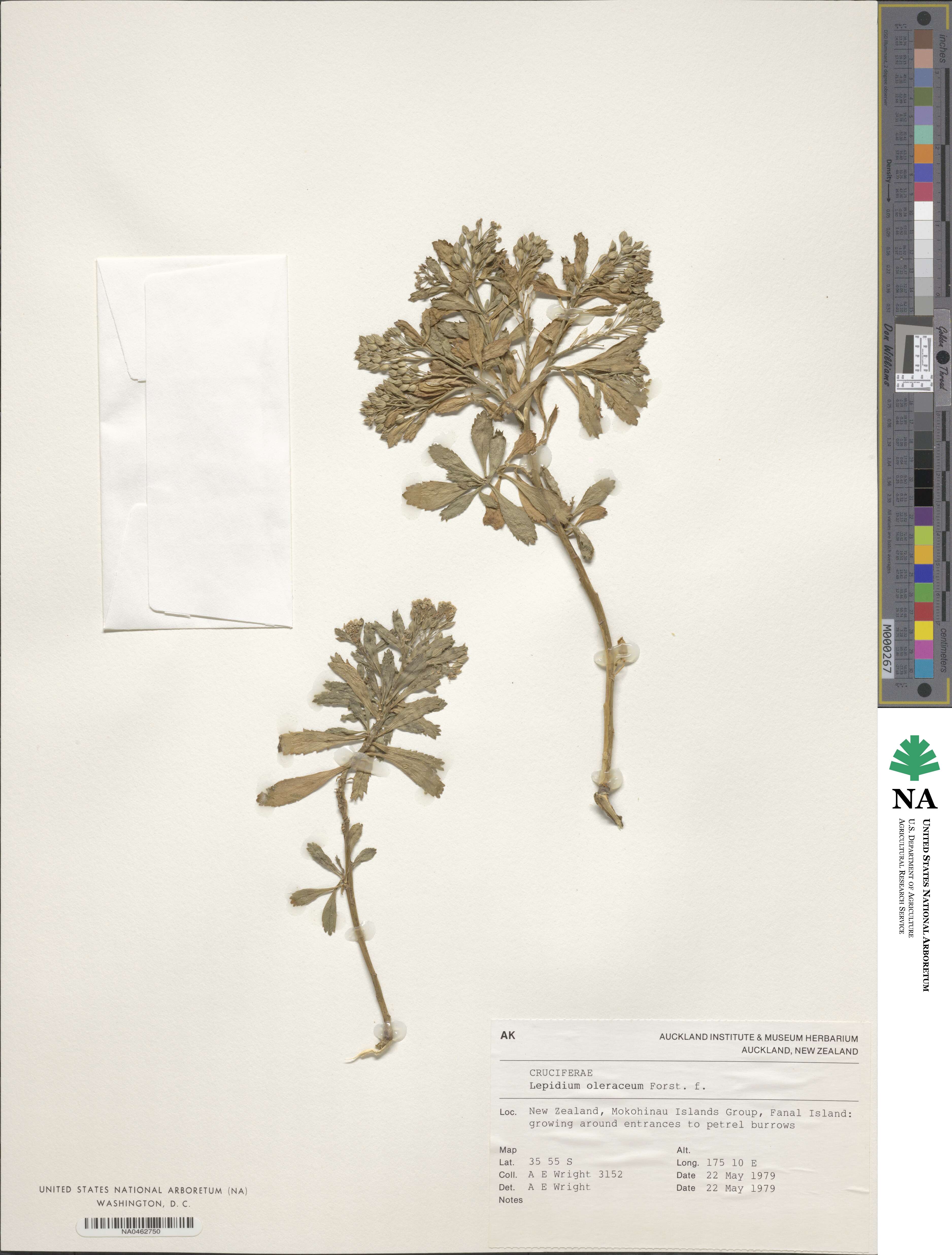 Lepidium oleraceum image