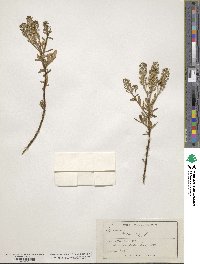 Lepidium oleraceum image
