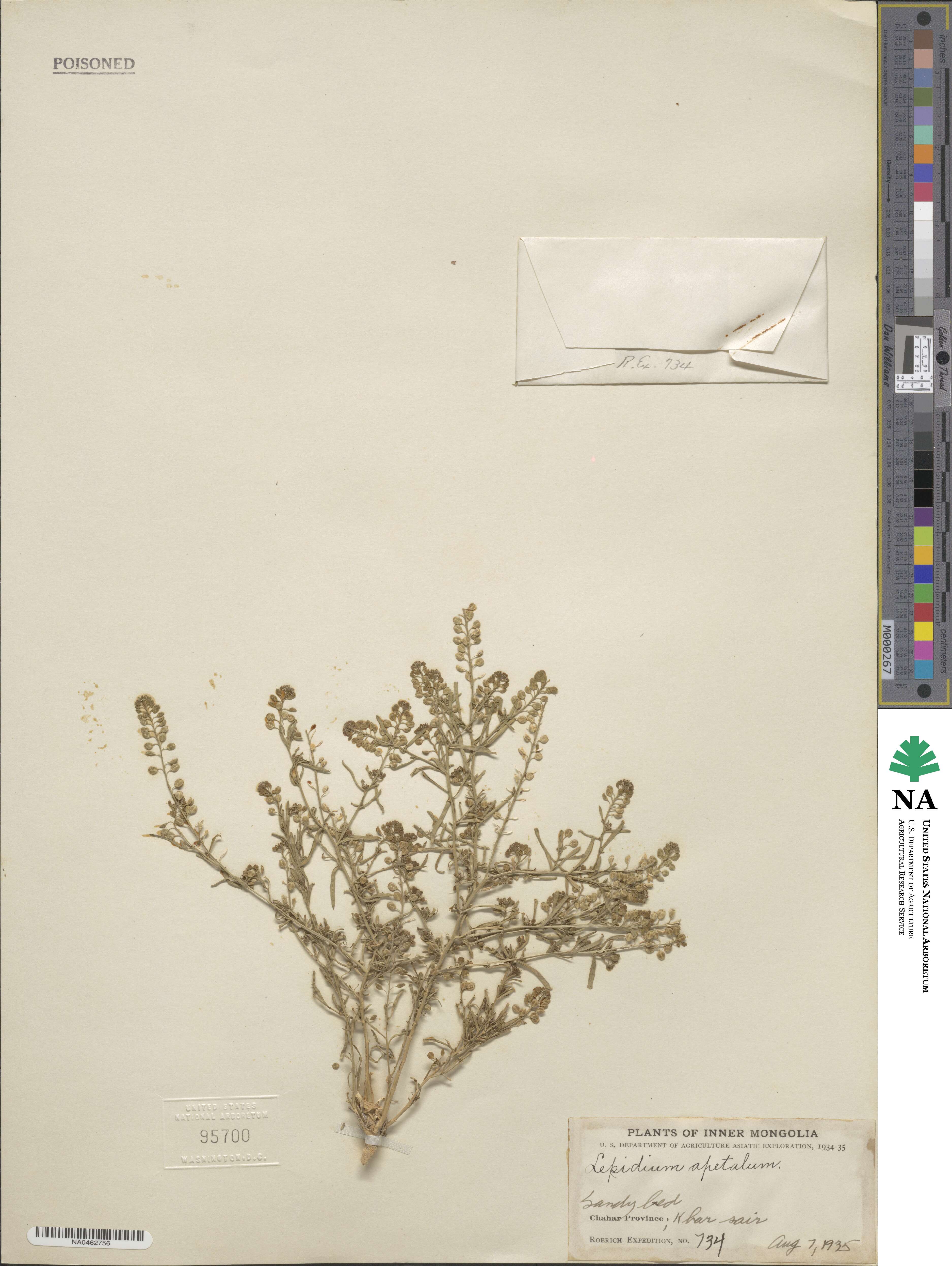Lepidium apetalum image