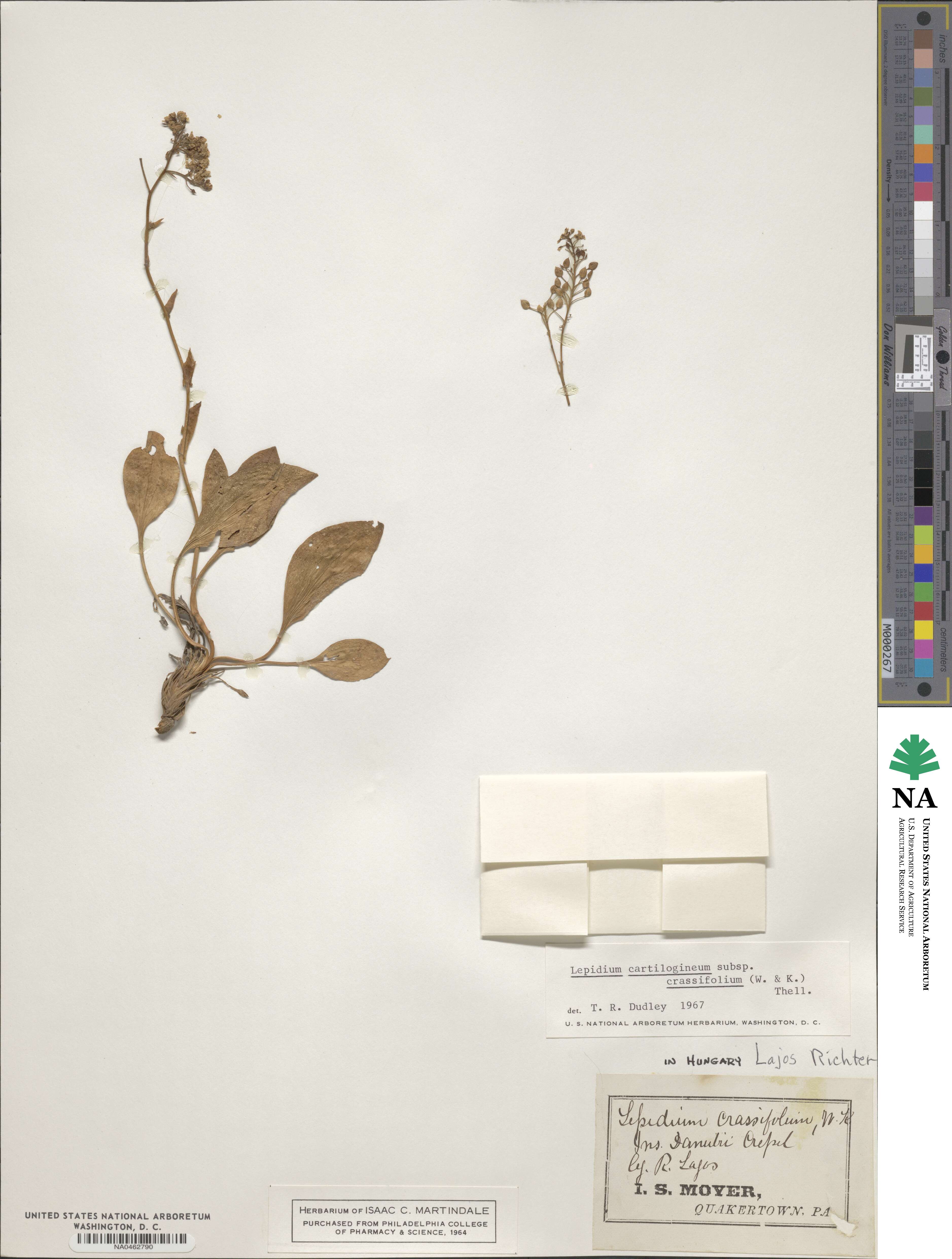 Lepidium cartilagineum image
