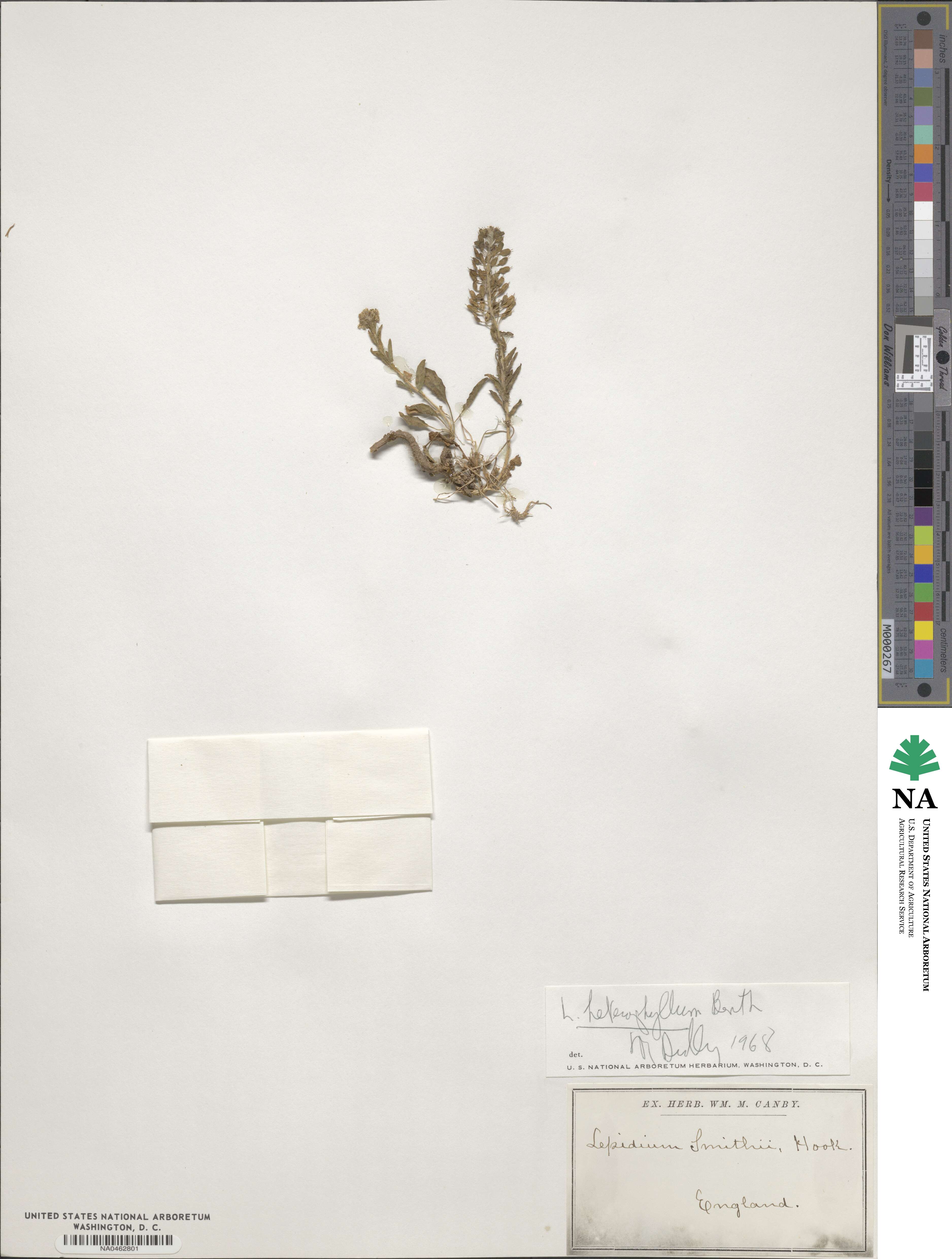 Lepidium heterophyllum image