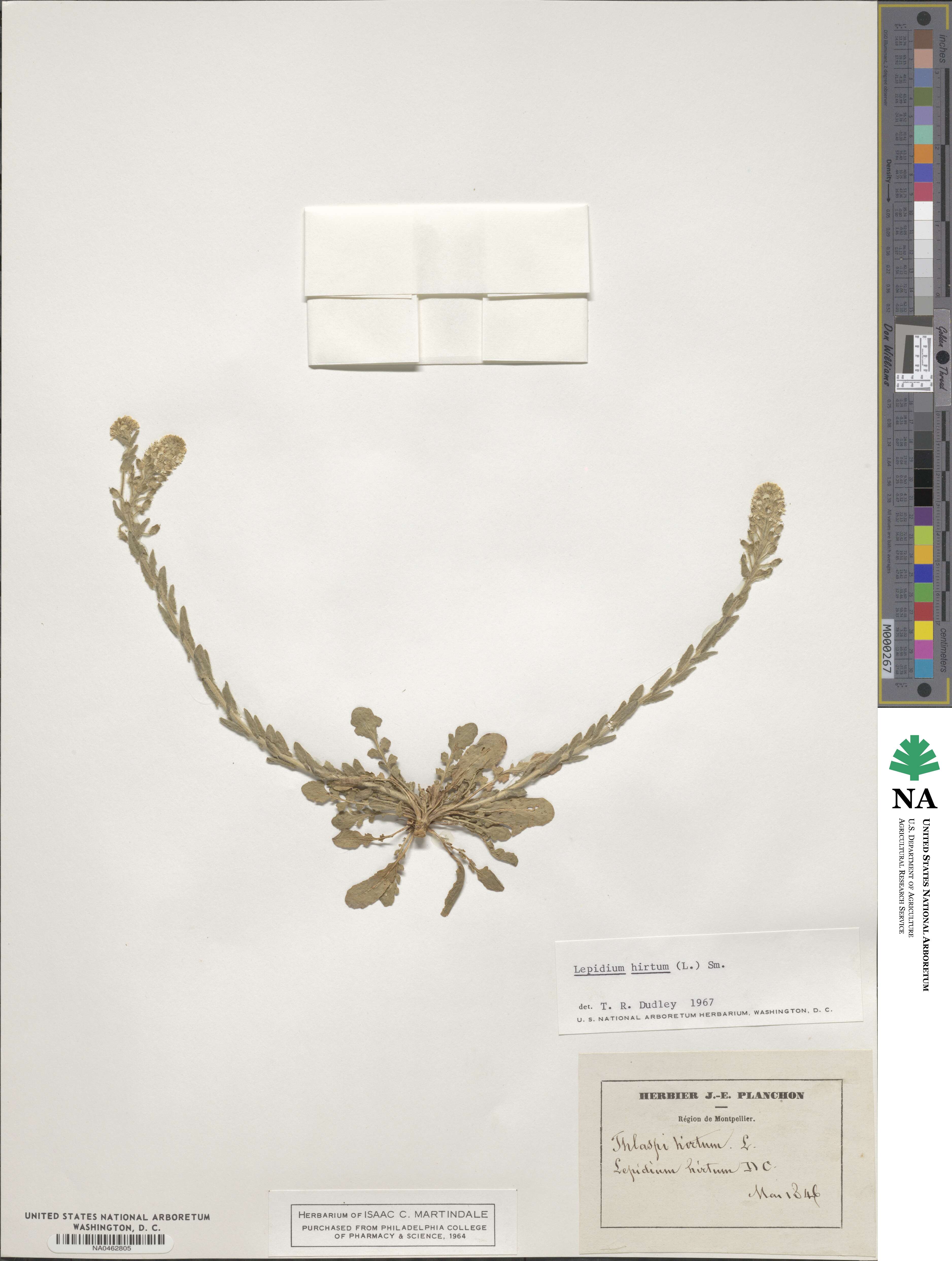 Lepidium hirtum image