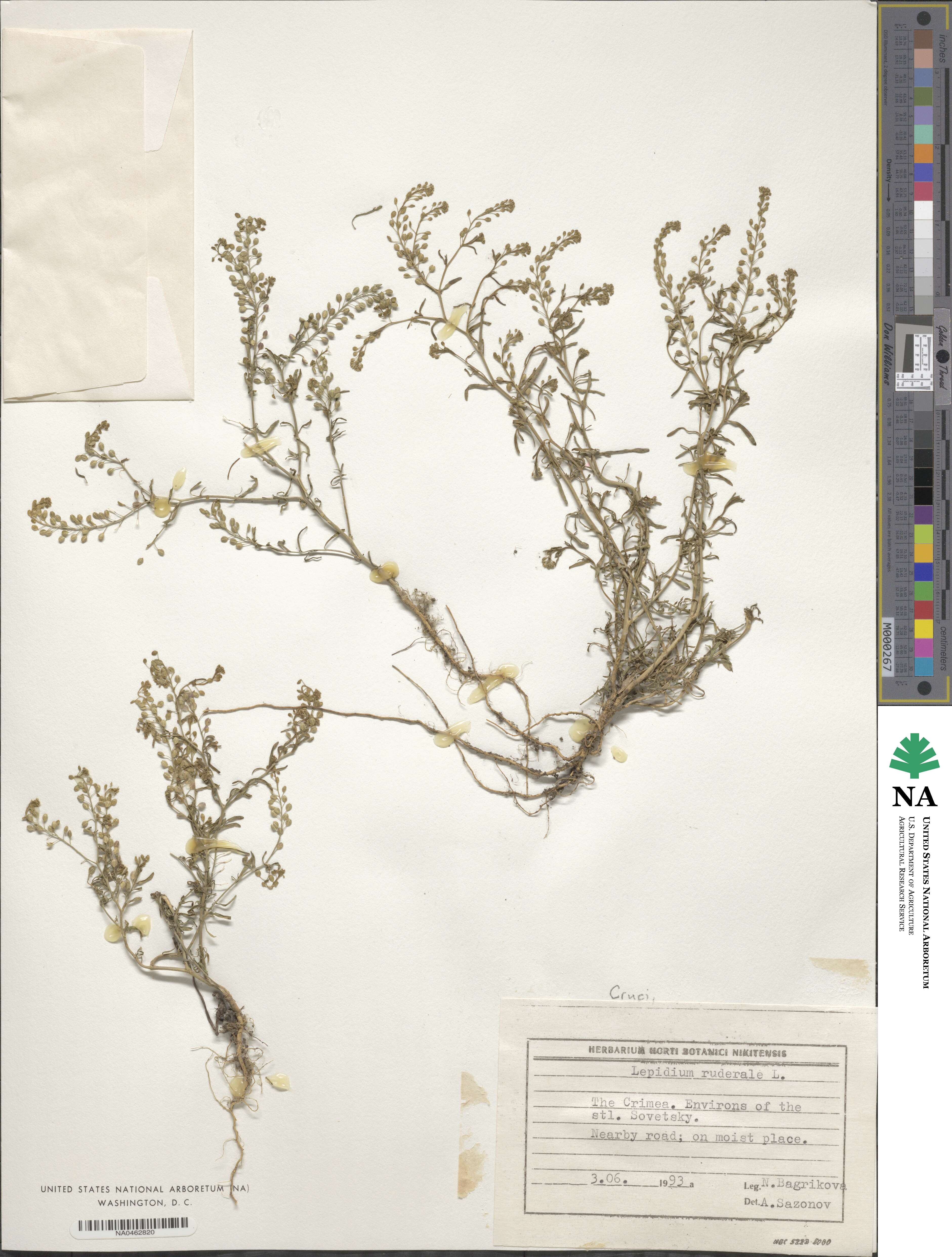 Lepidium ruderale image
