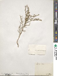 Lepidium ruderale image