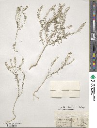 Lepidium ruderale image