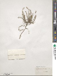 Lepidium ruderale image