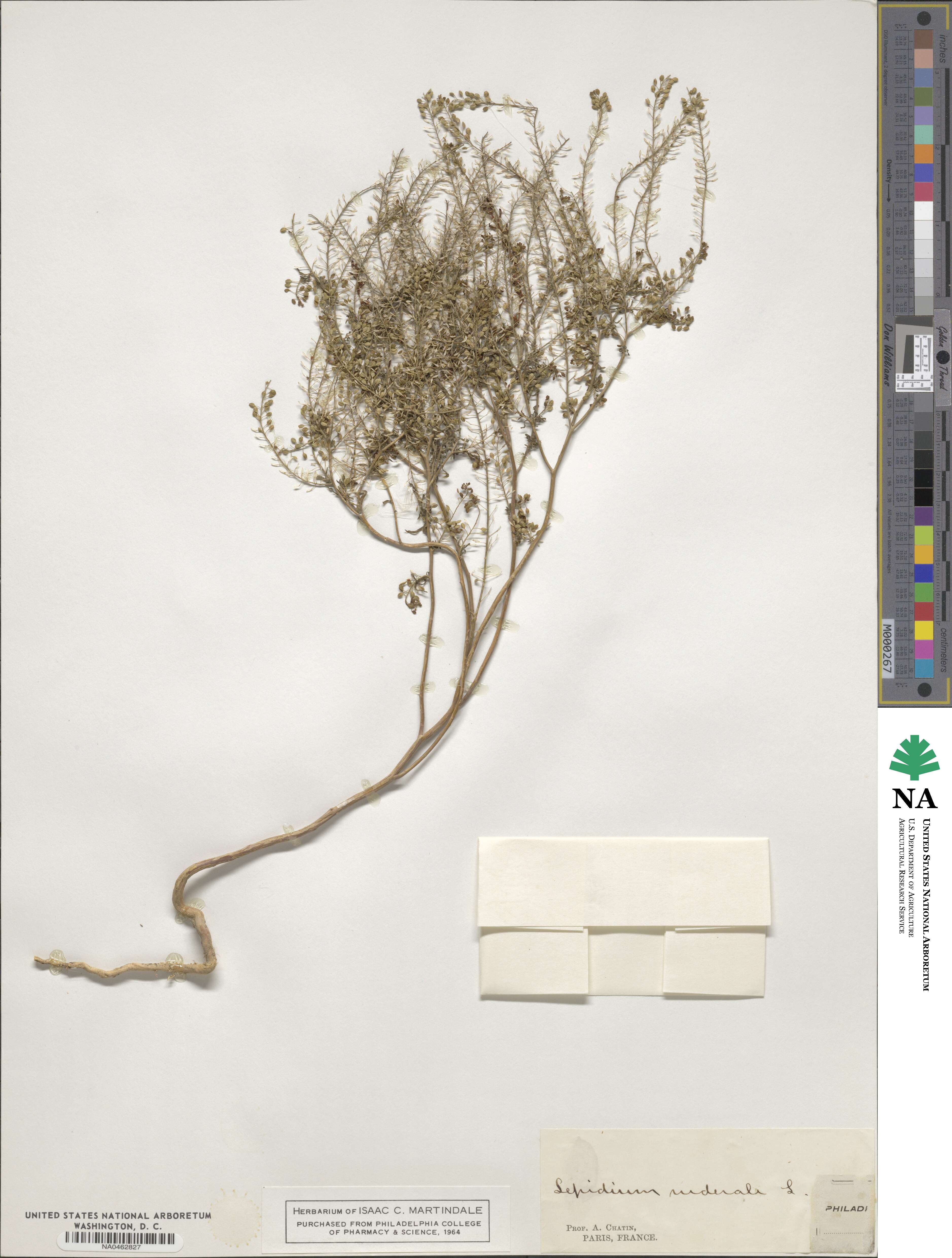 Lepidium ruderale image