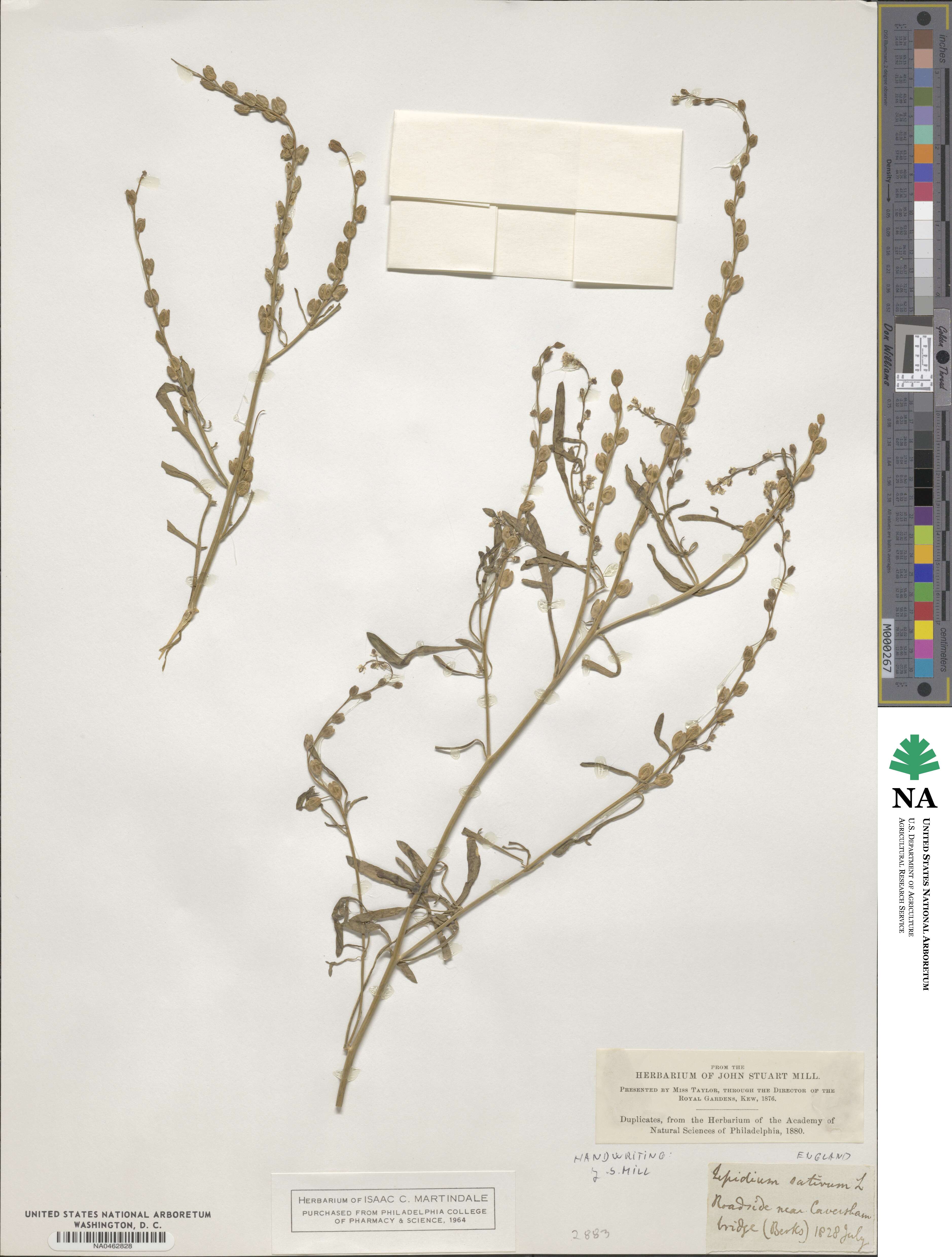 Lepidium sativum image