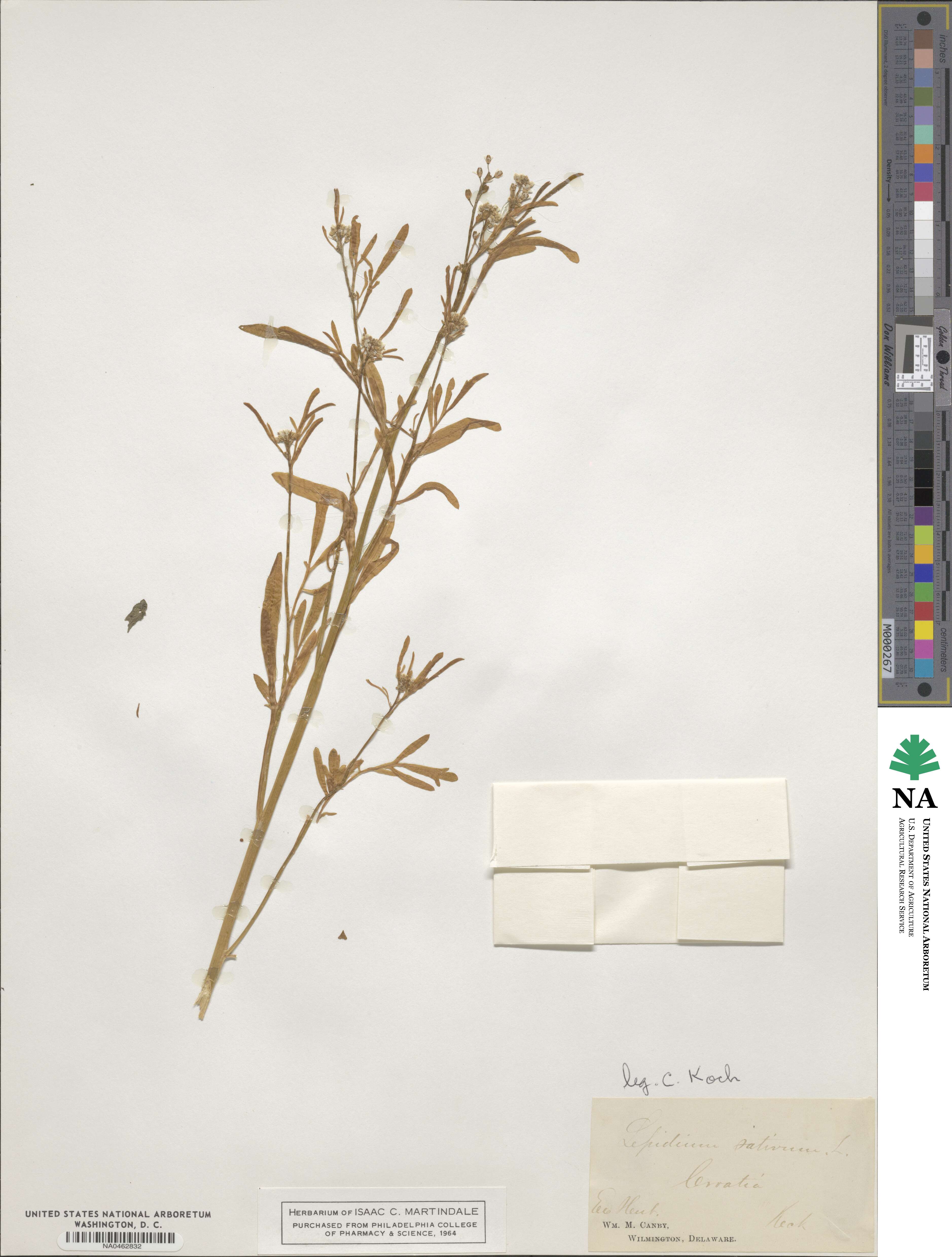 Lepidium sativum image