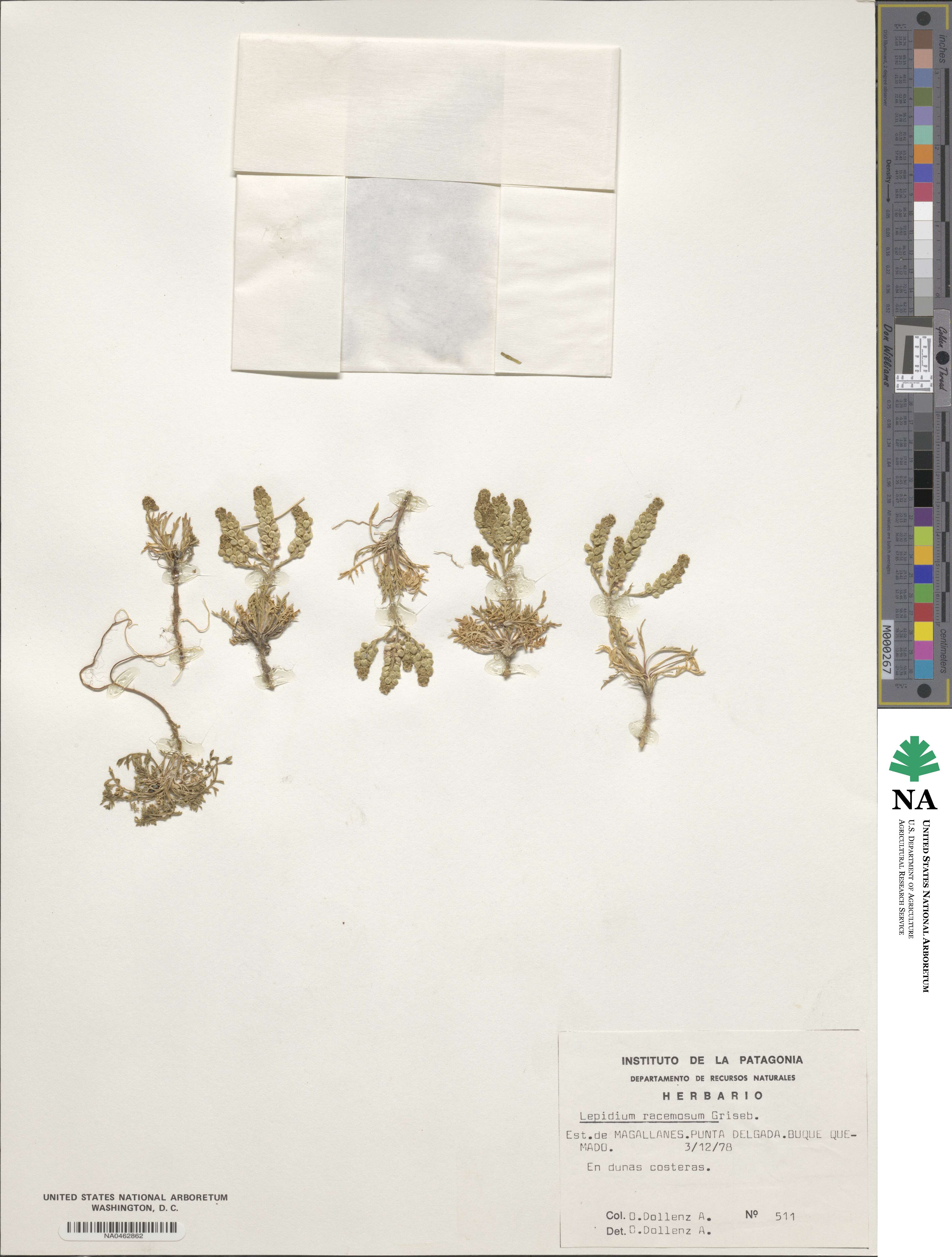 Lepidium spicatum image