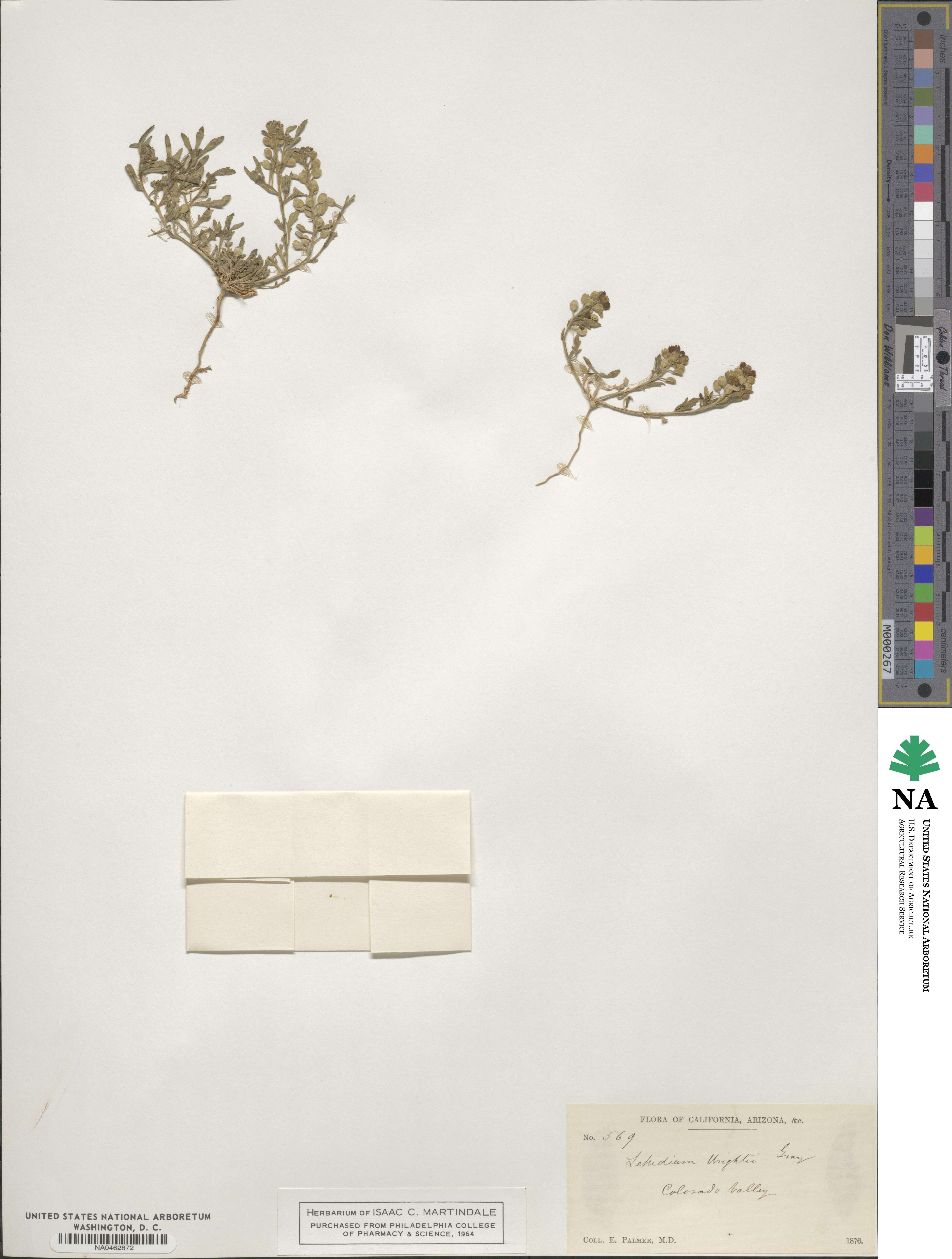 Lepidium wrightii image