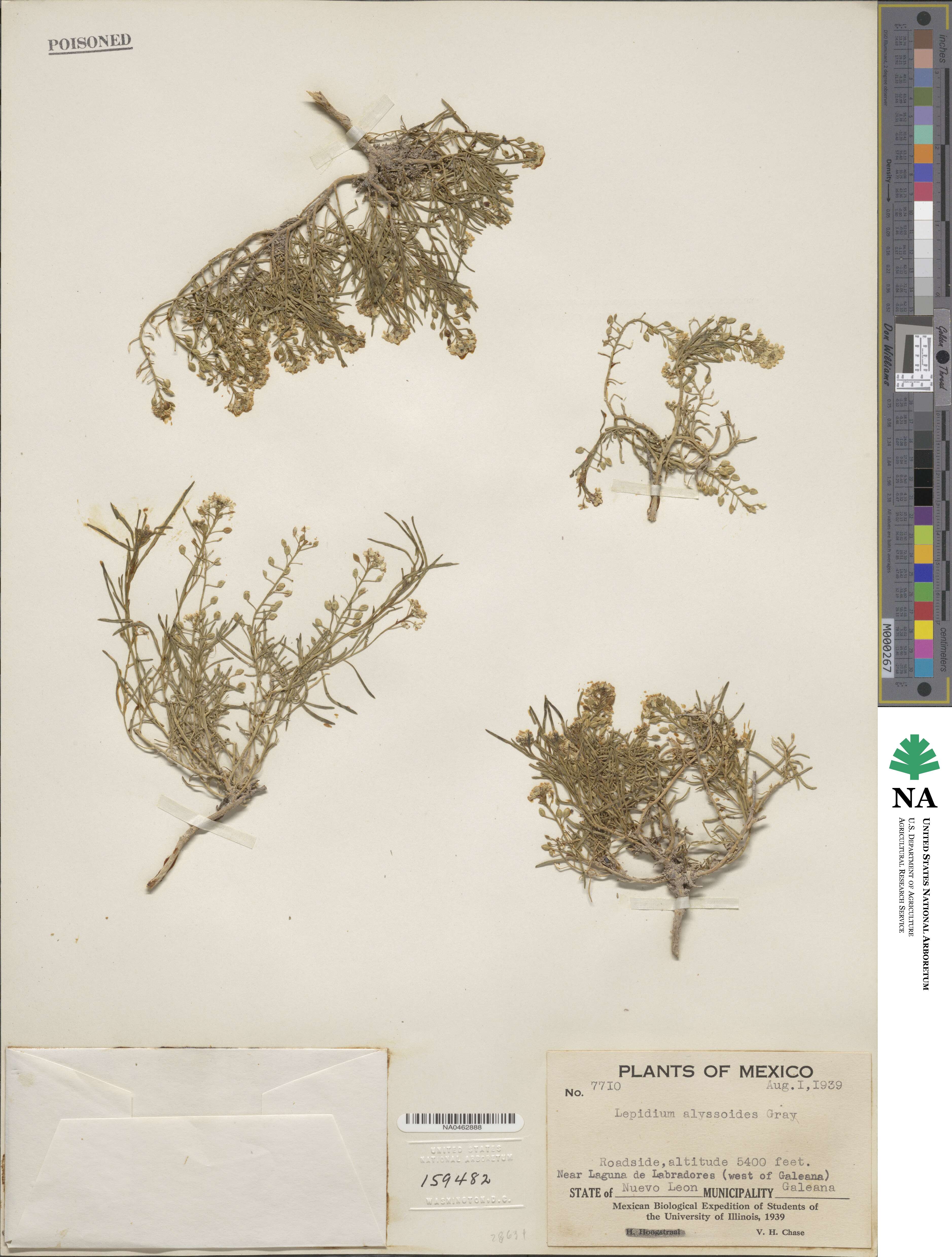 Lepidium alyssoides image