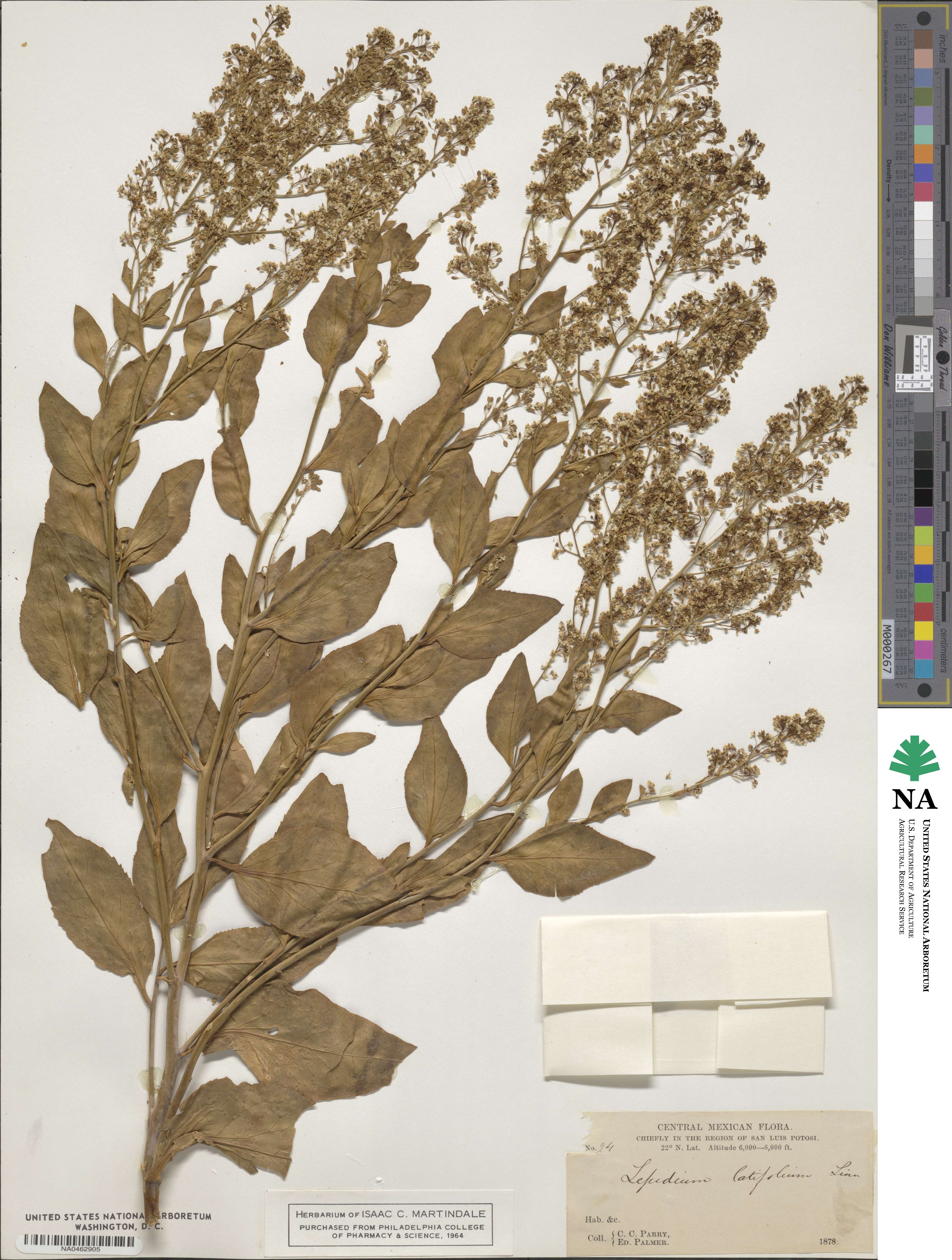 Lepidium latifolium image