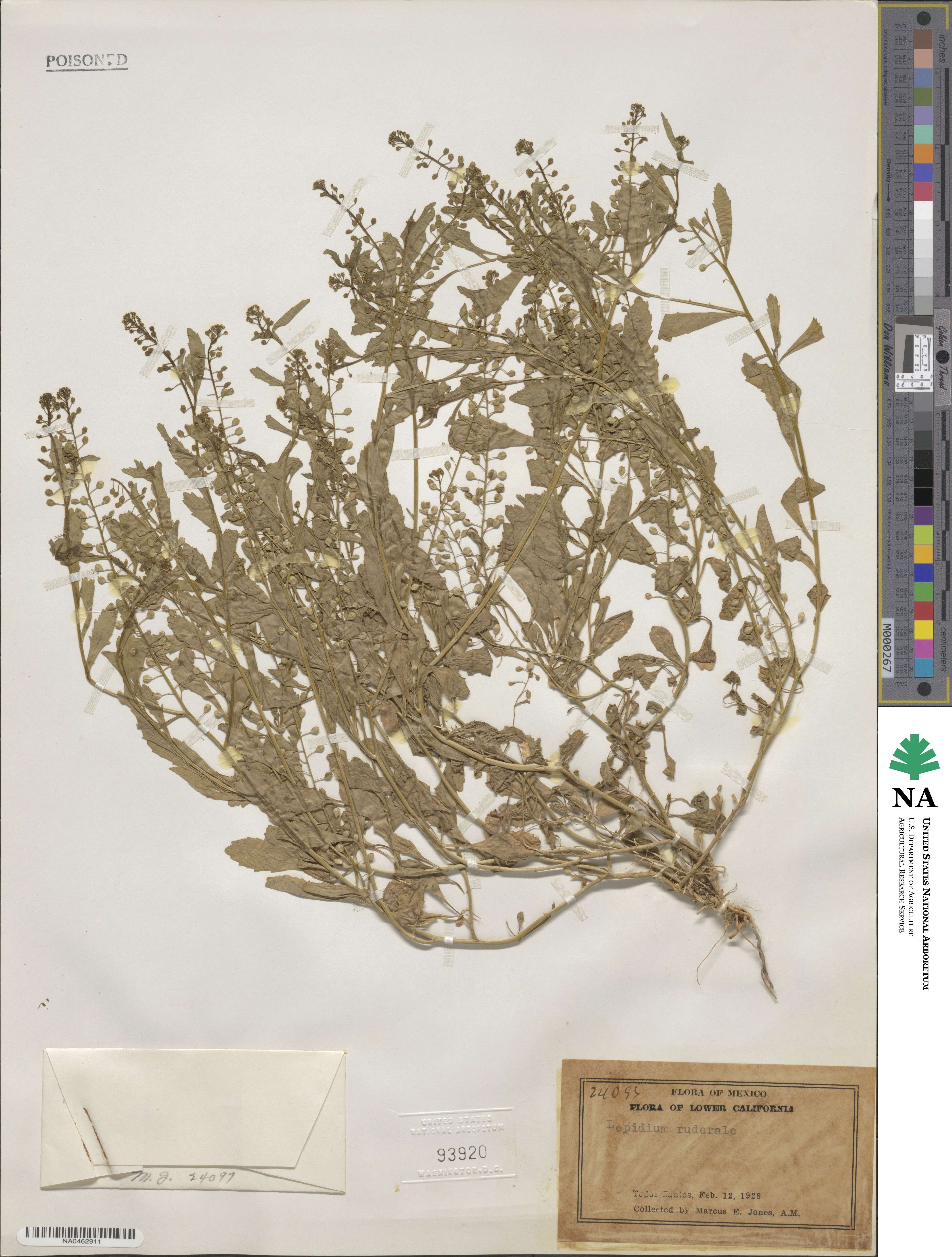 Lepidium ruderale image