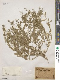Lepidium ruderale image