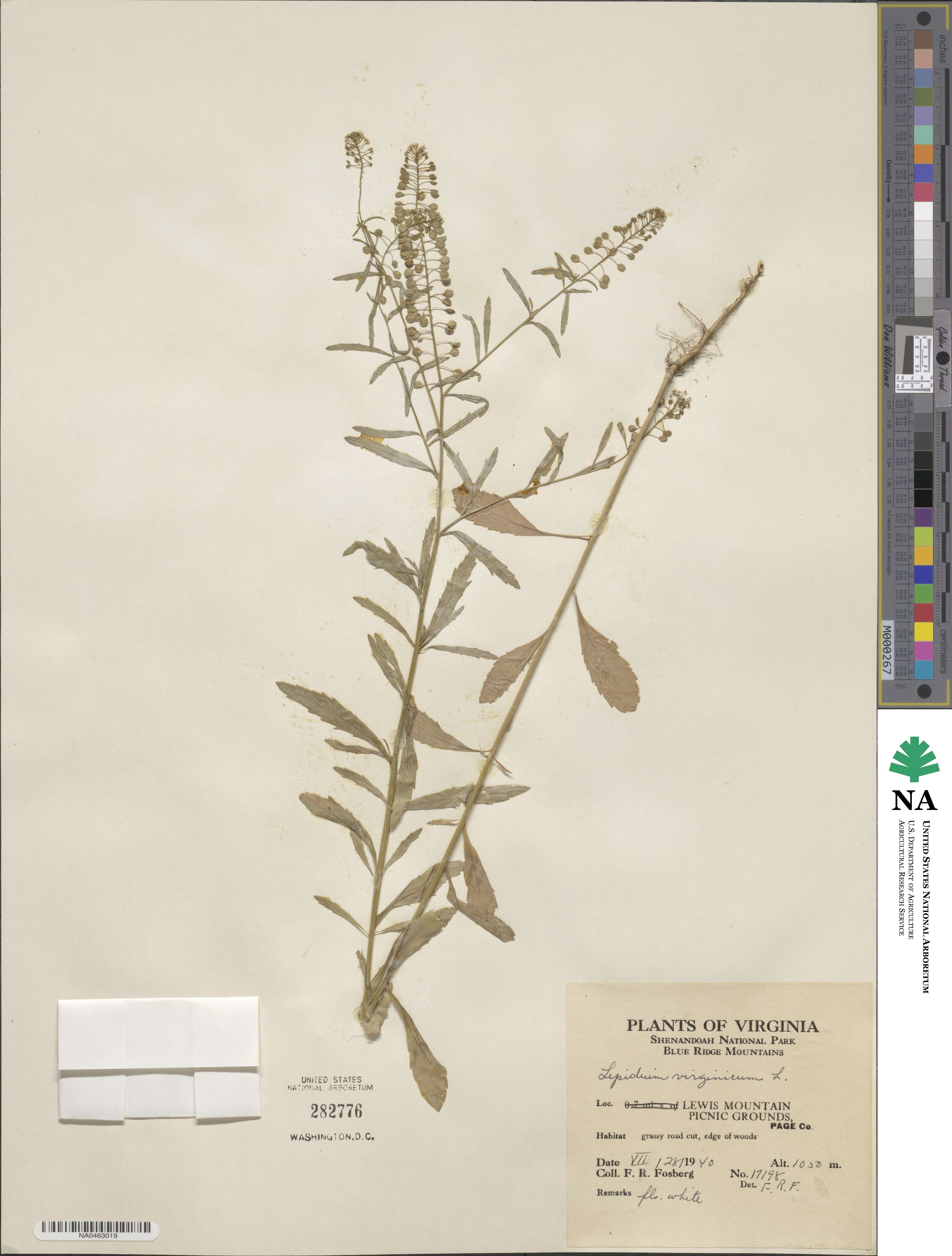 Lepidium virginicum image