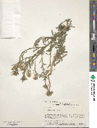 Lepidium thurberi image