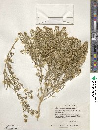 Lepidium thurberi image