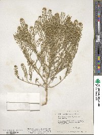 Lepidium thurberi image