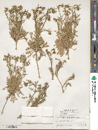 Lepidium thurberi image