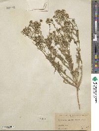 Lepidium thurberi image